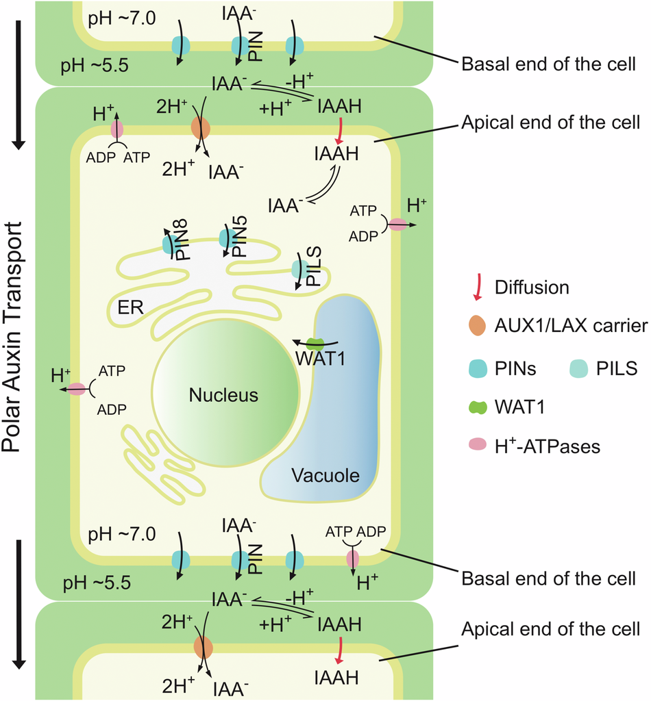 Stuffed Manicotti with Beef, image size:950x1024