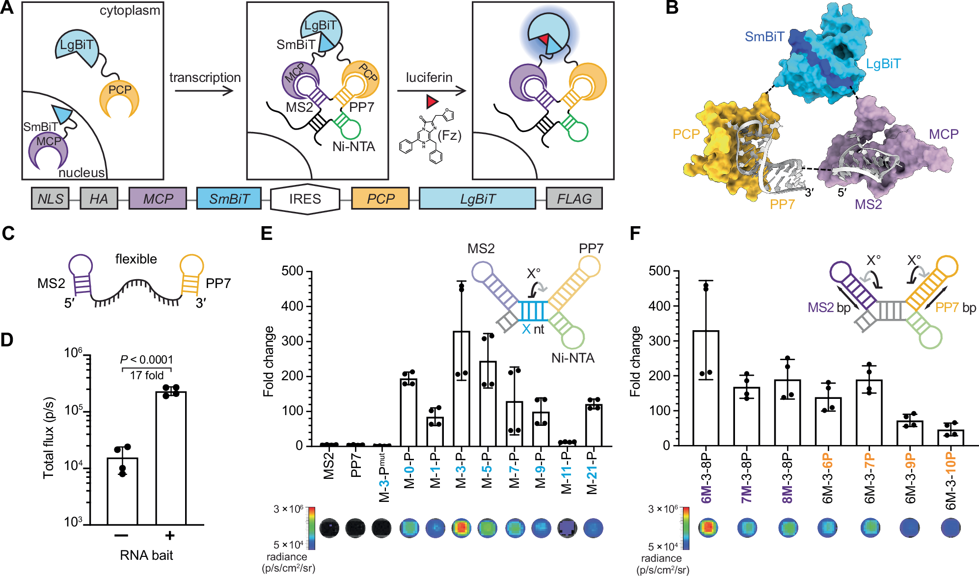 生物発光RNAの設計 (UC Irvine Scientists Design Bioluminescent RNA)