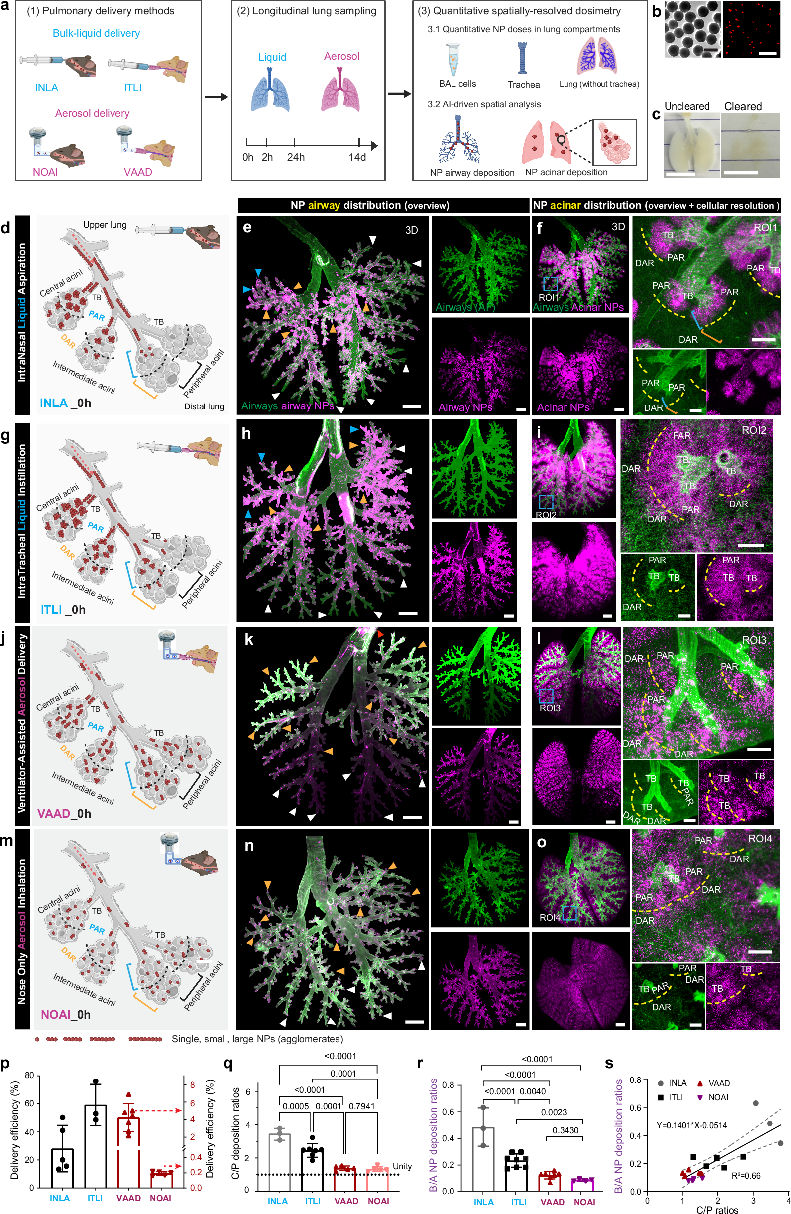 Fig. 2: Qualitative and quantitative profiling of initial NP distribution in lung airways and acini enabled by LungVis 1.0.