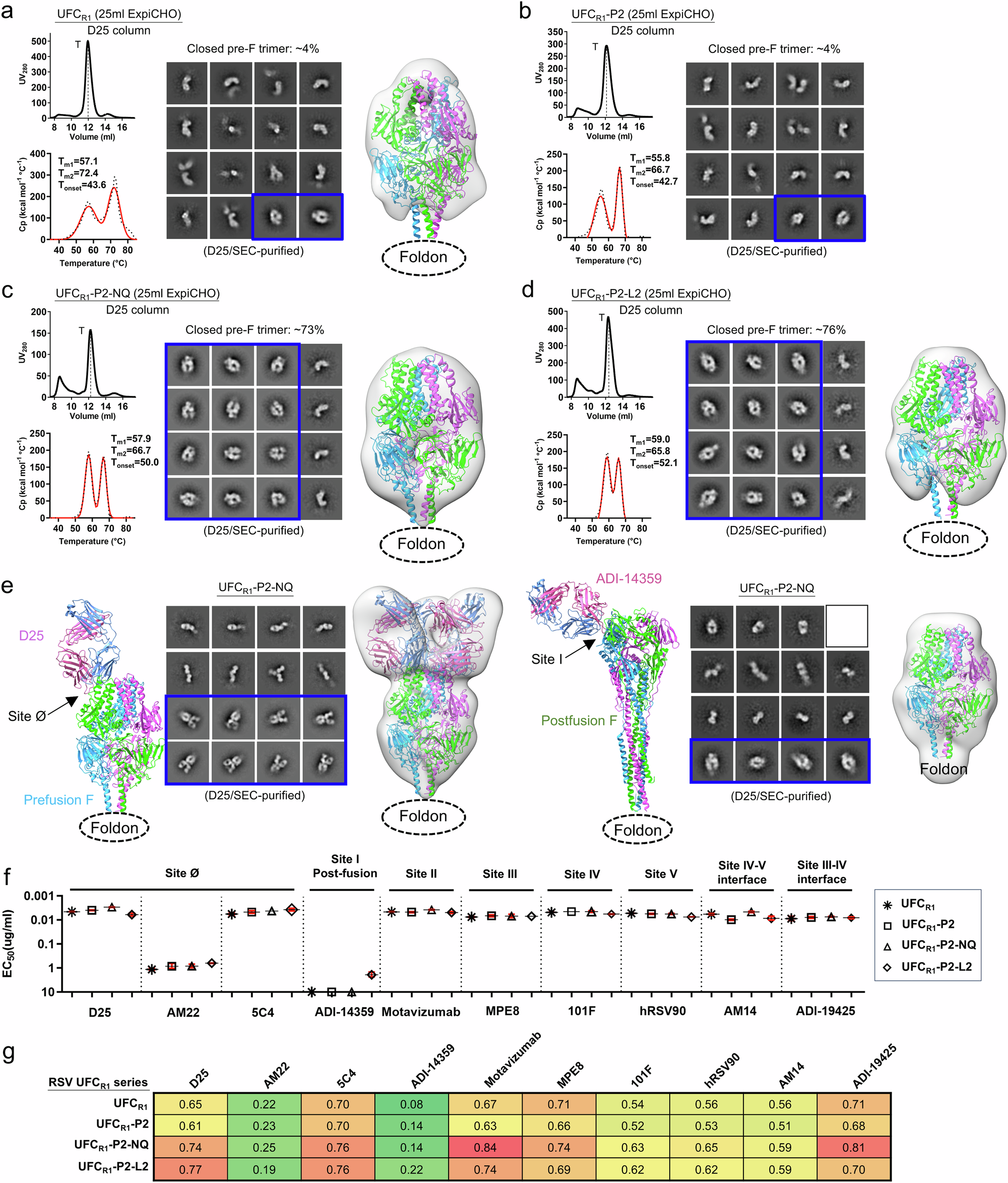 Fig. 2: Design and in vitro characterization of RSV-F UFCR1 series.