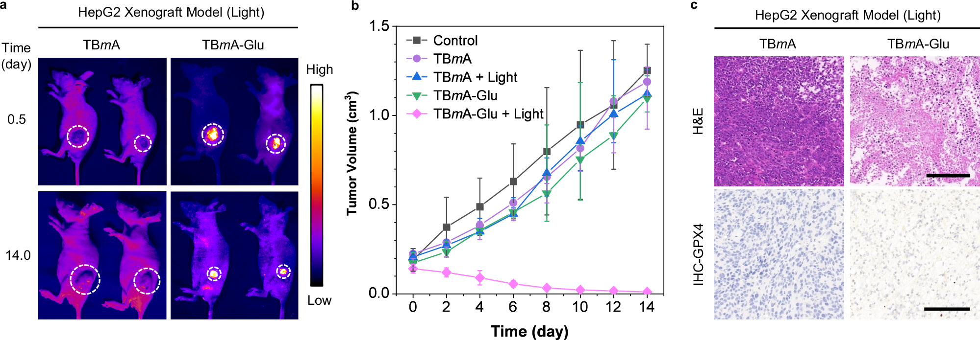 Fig. 6: Investigation of the in vivo therapeutic effect of TBmA-Glu mediated phototherapy.