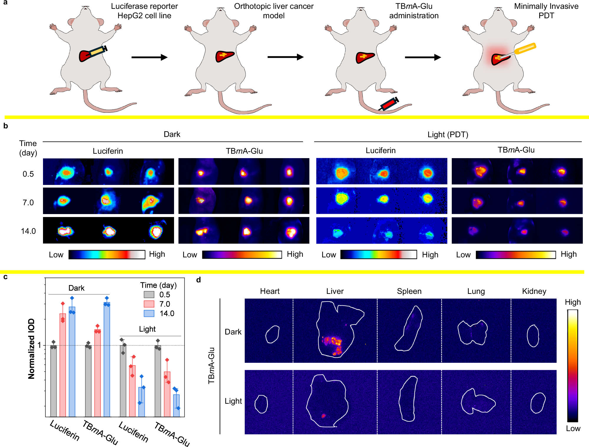 Fig. 7: Investigation of the therapeutic effect of TBmA-Glu mediated phototherapy in orthotopic liver cancer mouse models.