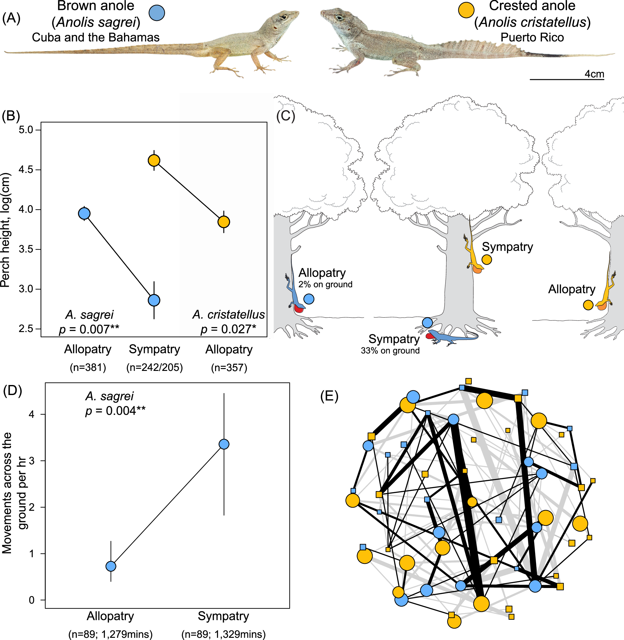 2匹のトカゲが初めて出会うとき、科学者たちは進化の現場を目撃する(When Two Lizards Meet for the First Time, Scientists Witness Evolution in Action)