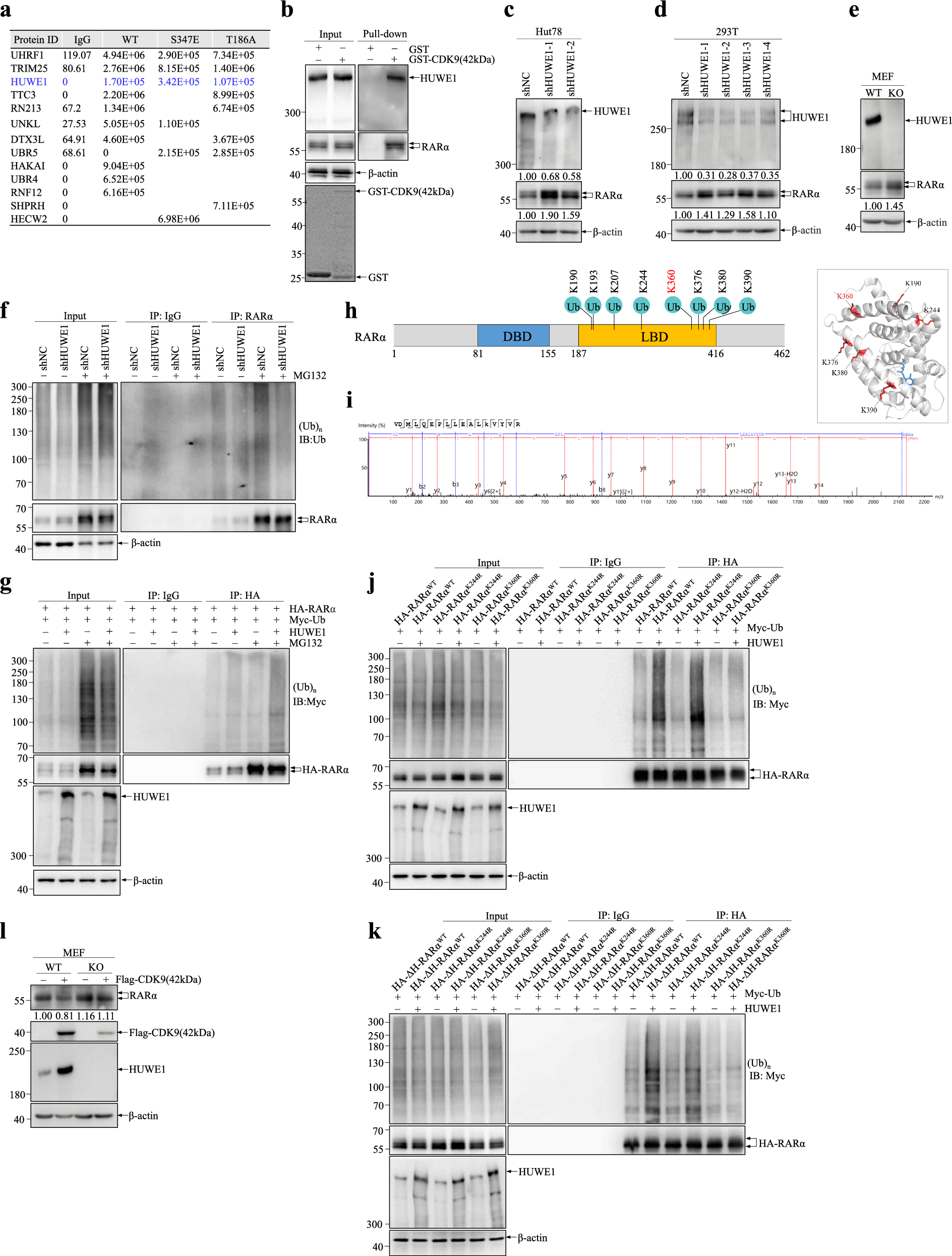 Fig. 6: CDK9 recruits HUWE1 E3 ligase to trigger RARα ubiquitination at K360.