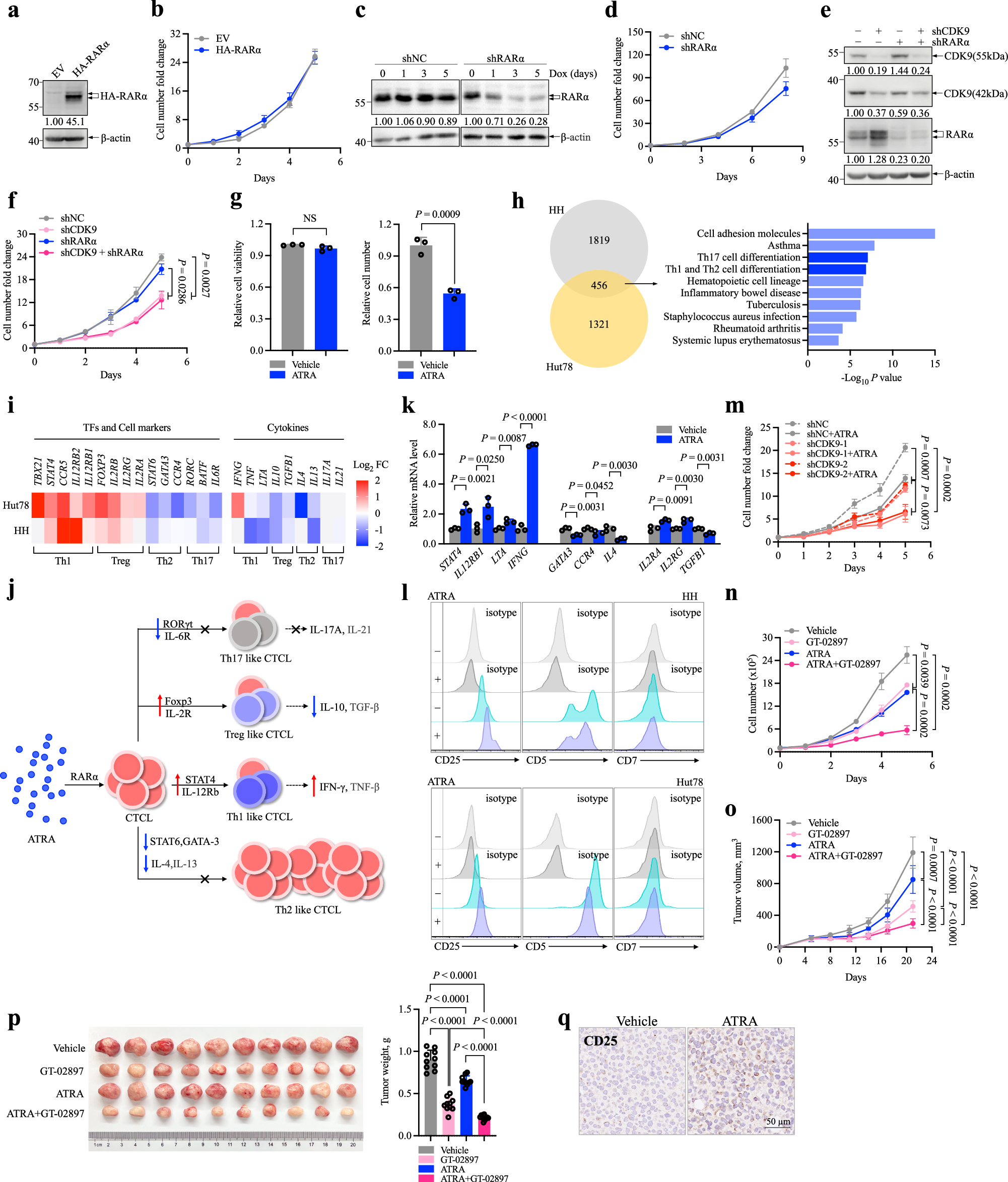 Fig. 7: GT-02897 induces RARα accumulation which sensitizes CTCL to ATRA and displays synergistic activity with ATRA in treating CTCL.