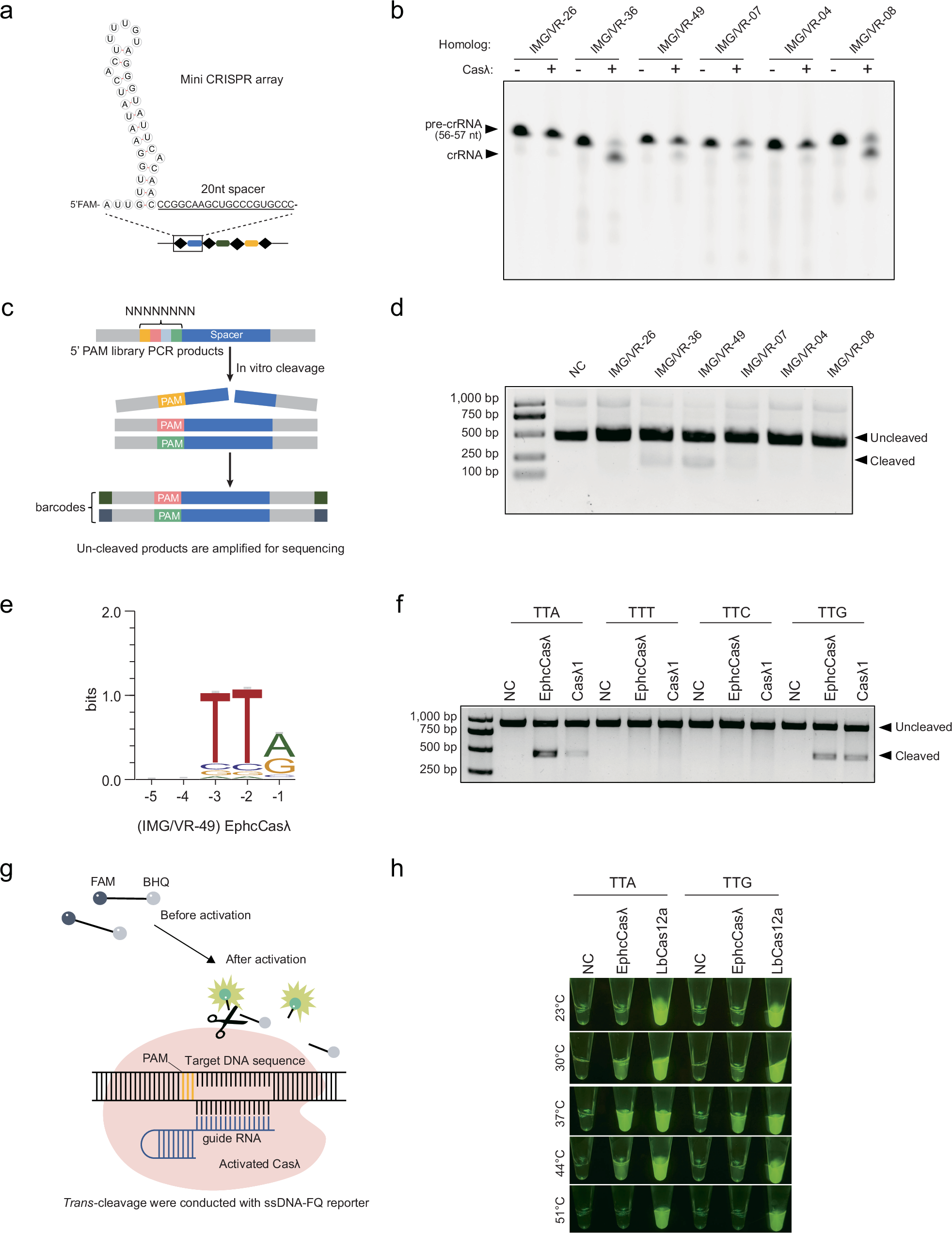 Fig. 5: Biochemical characterization of Casλ homologs.