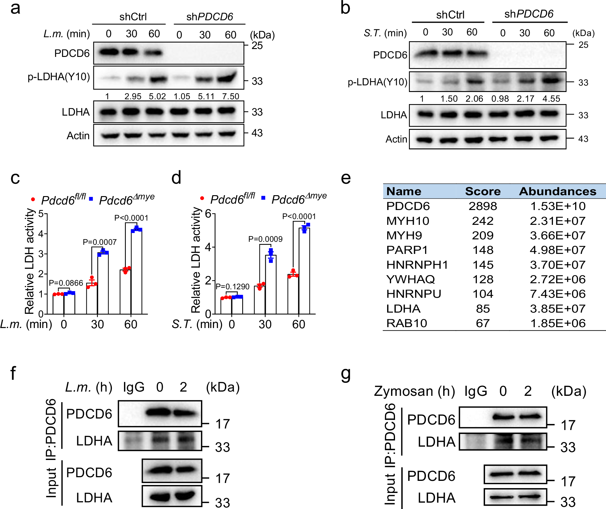 Fig. 7: PDCD6 interacts with LDHA.