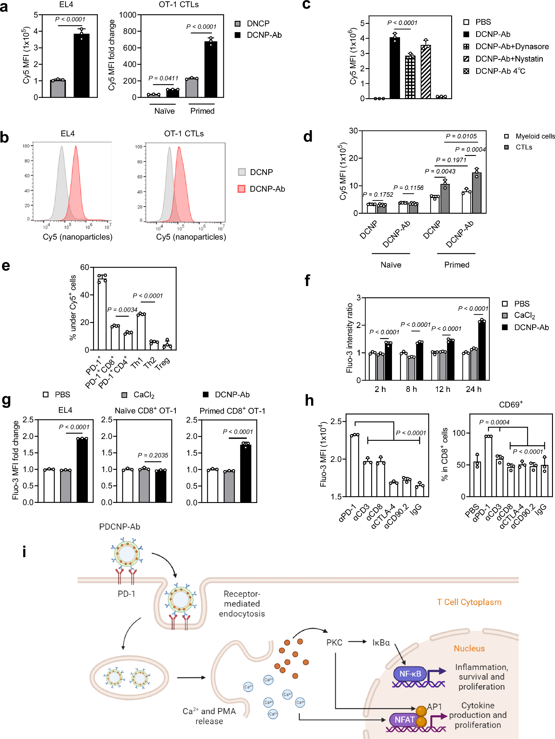 Fig. 2: Uptake of antibody-conjugated calcium nanoparticles by T lymphocytes.