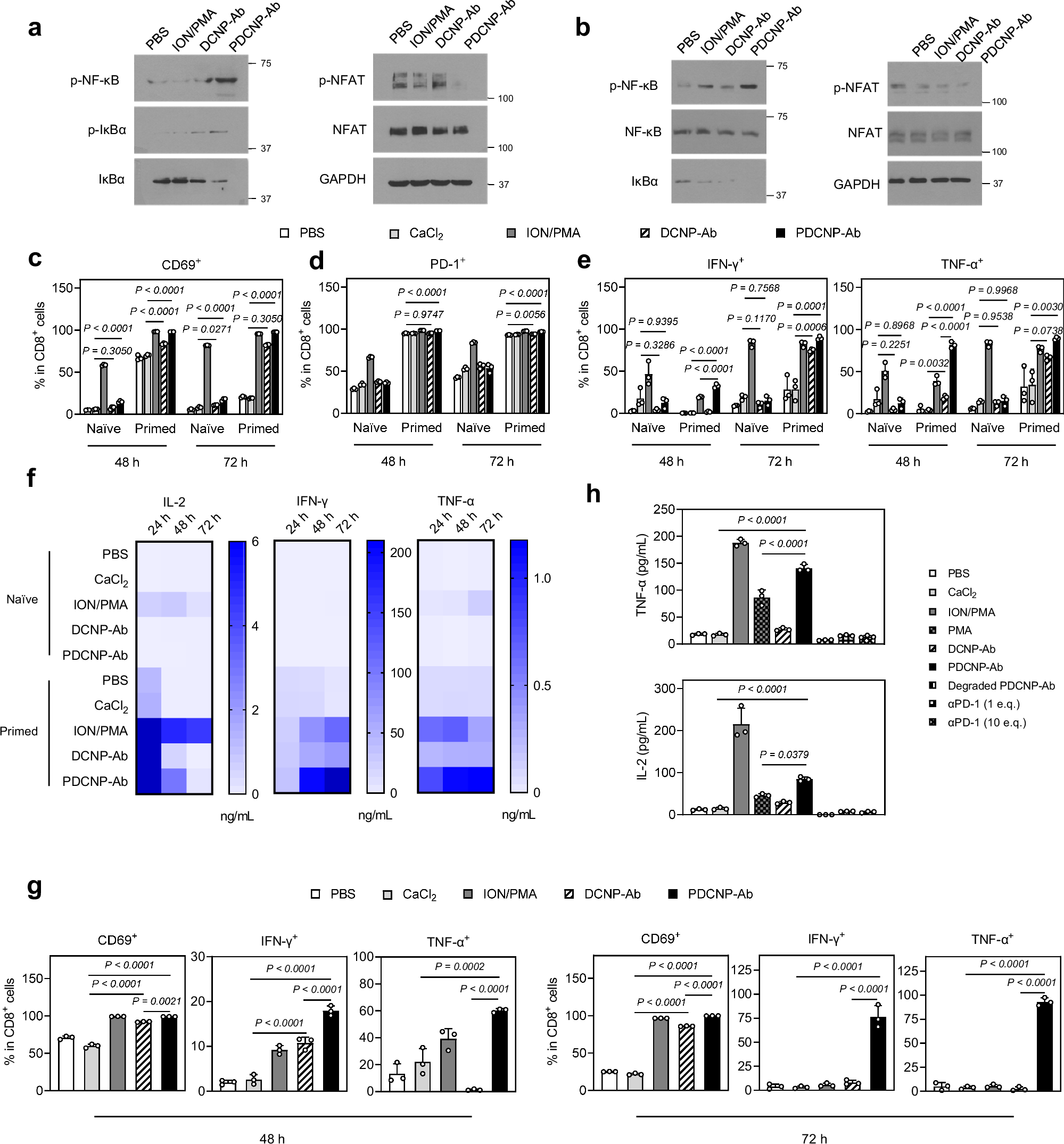 Fig. 3: Influence of antibody-conjugated calcium nanoparticles on T-cell activation.