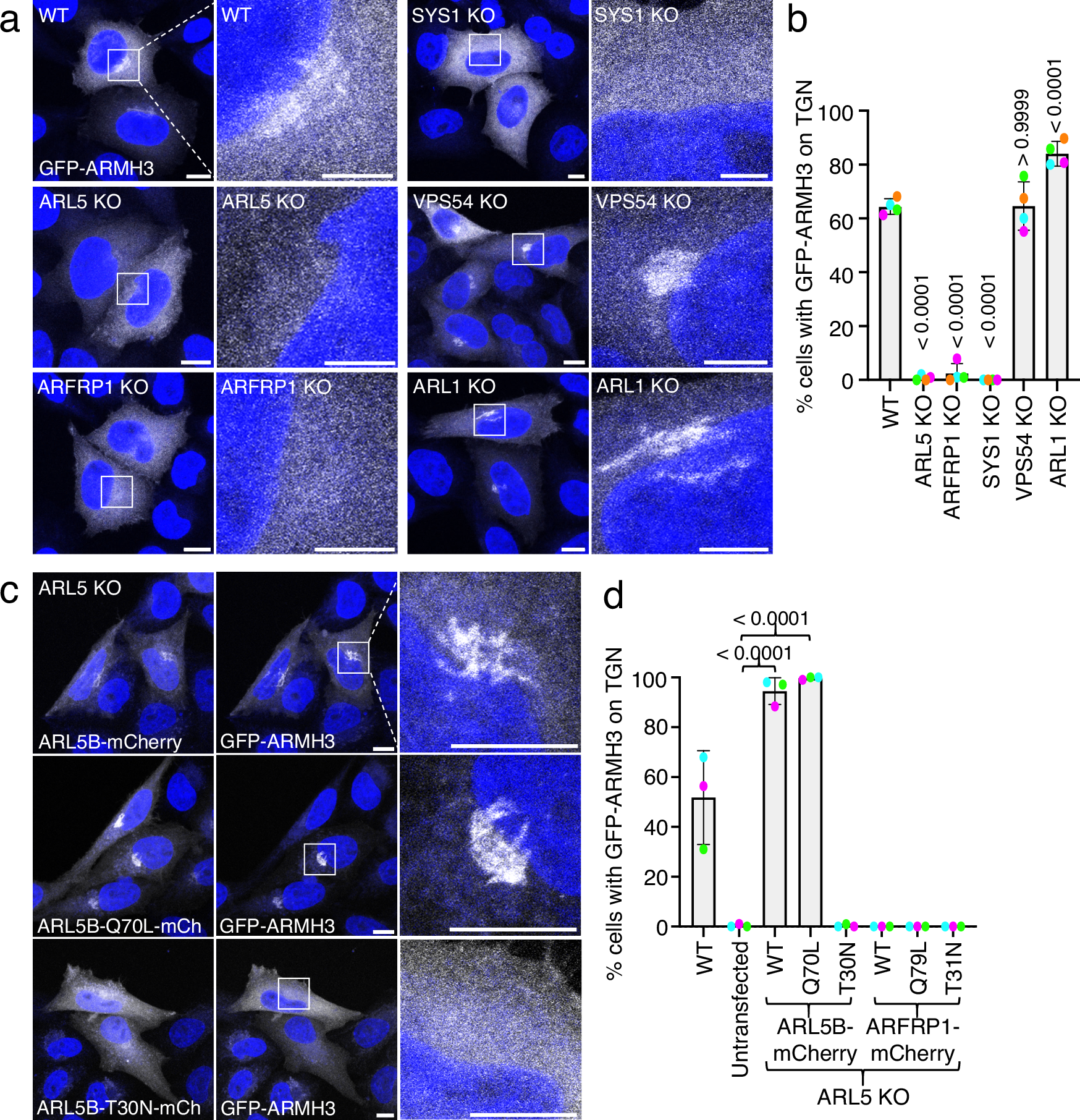 Fig. 3: Association of ARMH3 with the Golgi complex is dependent on ARL5 and its upstream activators ARFRP1 and SYS1.