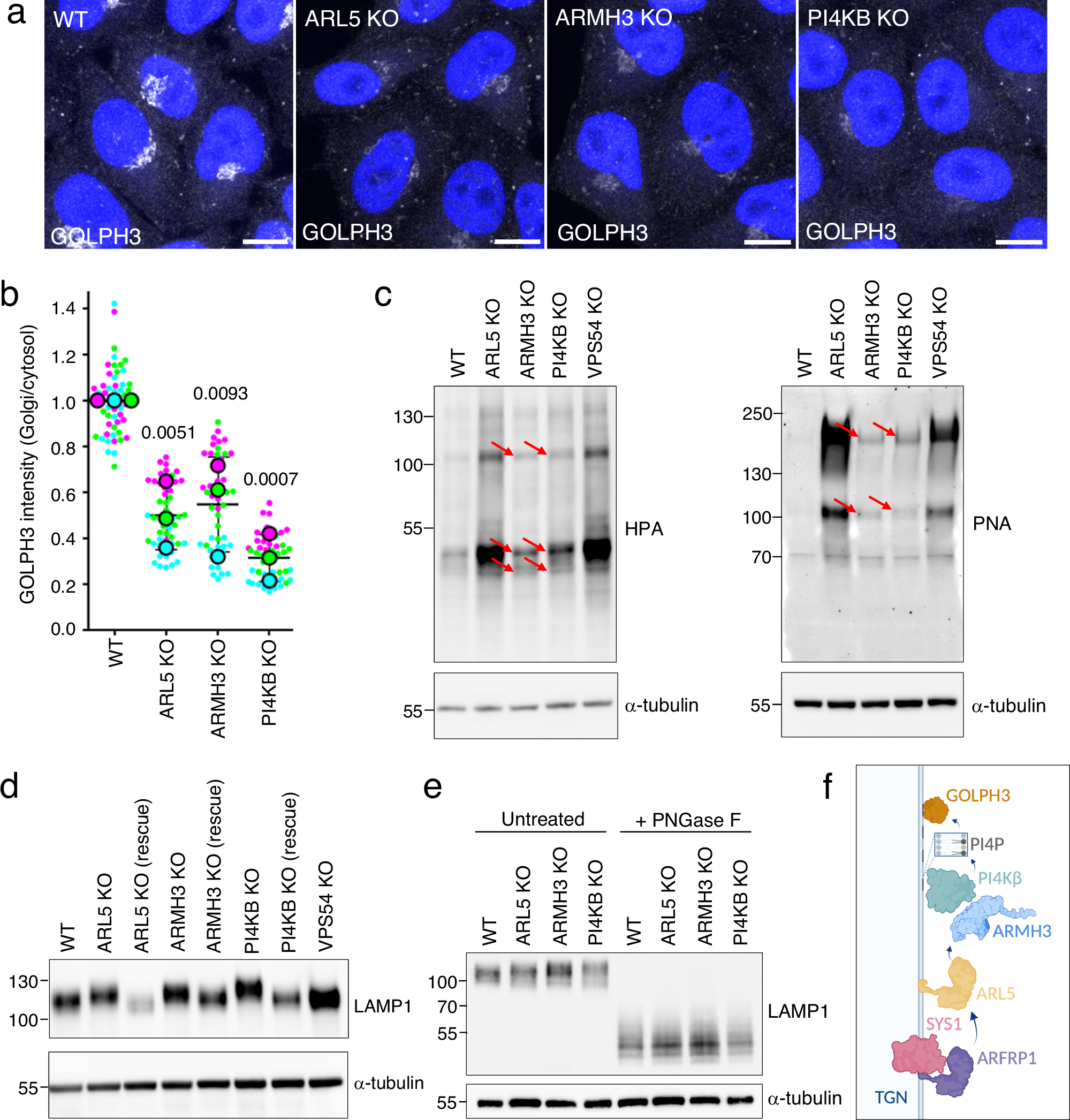 Fig. 8: Golgi localization of GOLPH3 and glycan processing is dependent on the ARL5-ARMH3-PI4KB axis.