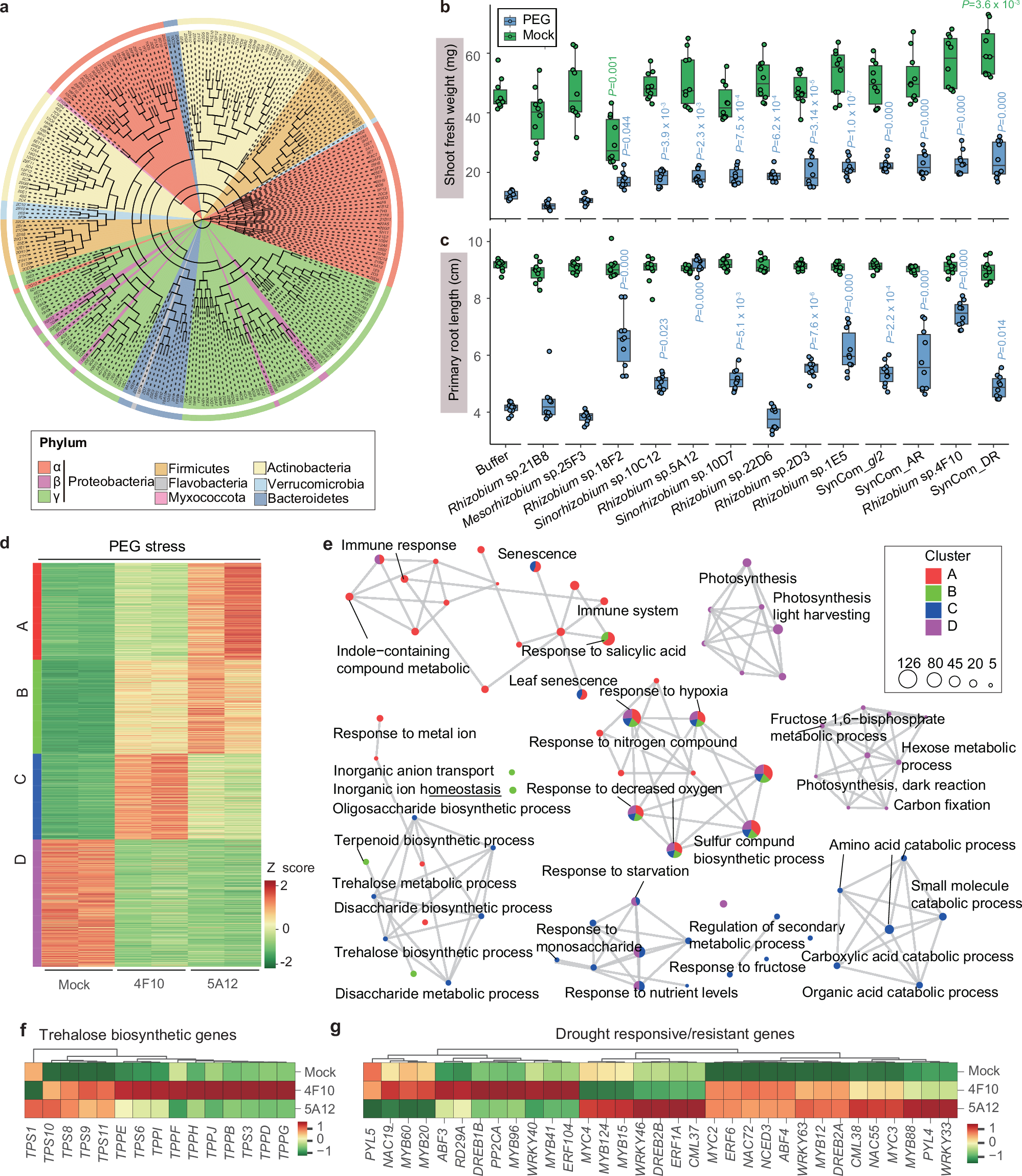 Fig. 4: Isolation and validation of drought-alleviating activities of diverse Rhizobiaceae strains.