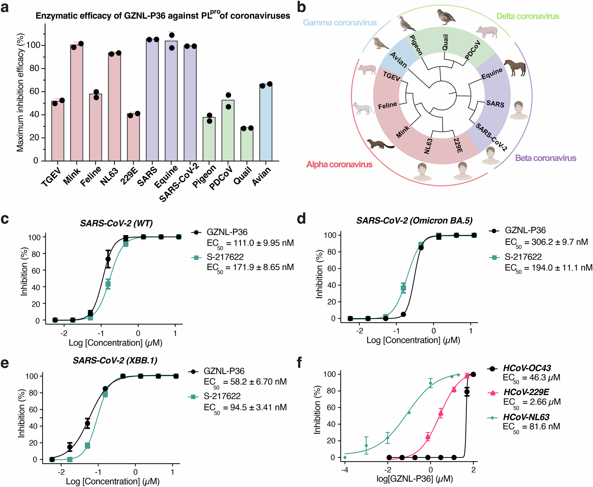 Fig. 3: Pan-antiviral activity of GZNL-P36 against SARS-CoV-2 variants and other coronavirus.