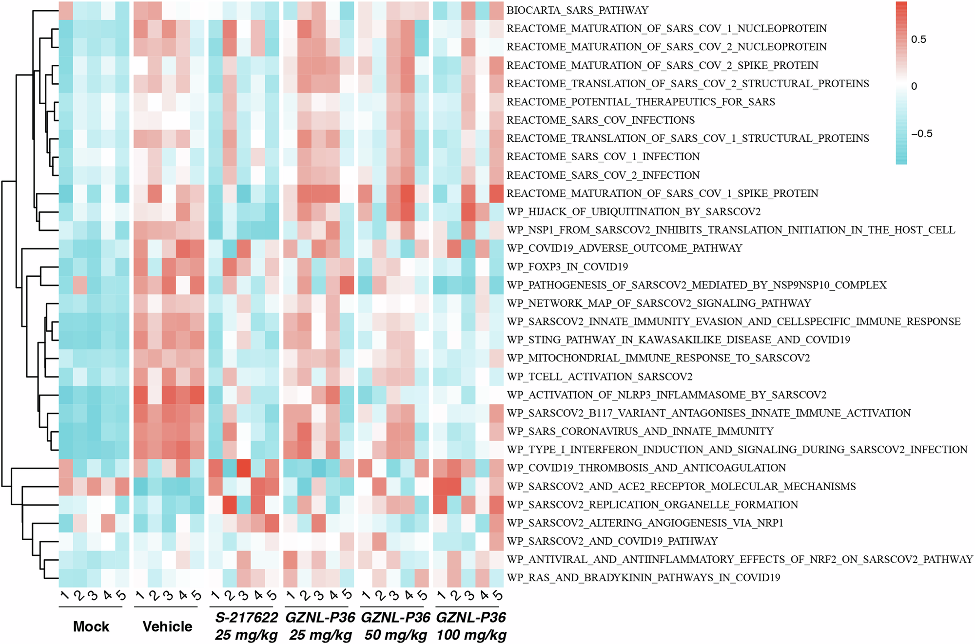 Fig. 6: RNAseq analysis of GZNL-P36 in SARS-CoV-2 infected Mice.