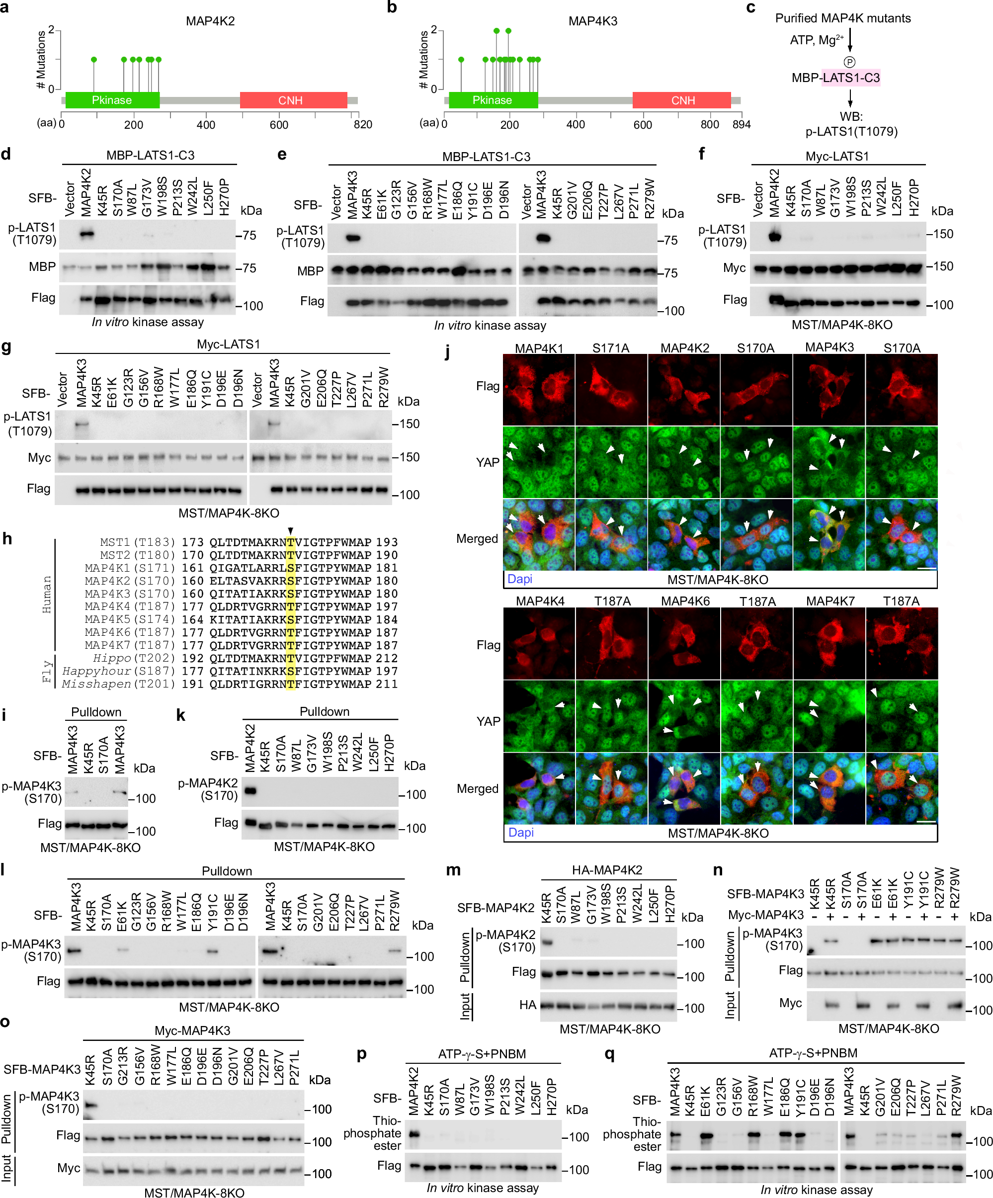 Fig. 5: Elucidation of the MAP4K2/3 LOF missense mutations.