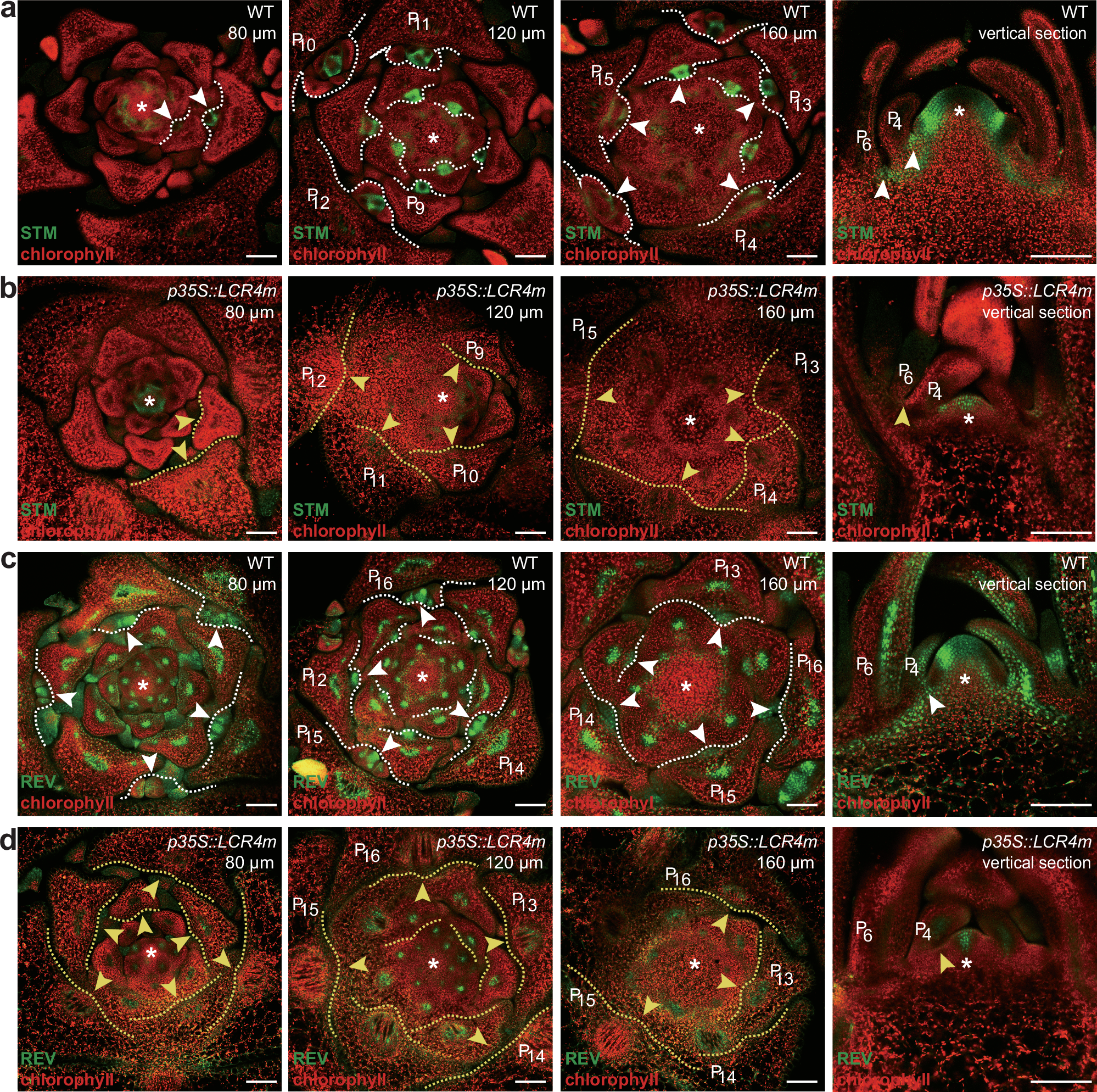 Fig. 3: REV and STM expression patterns in LCR4m transgenic lines.