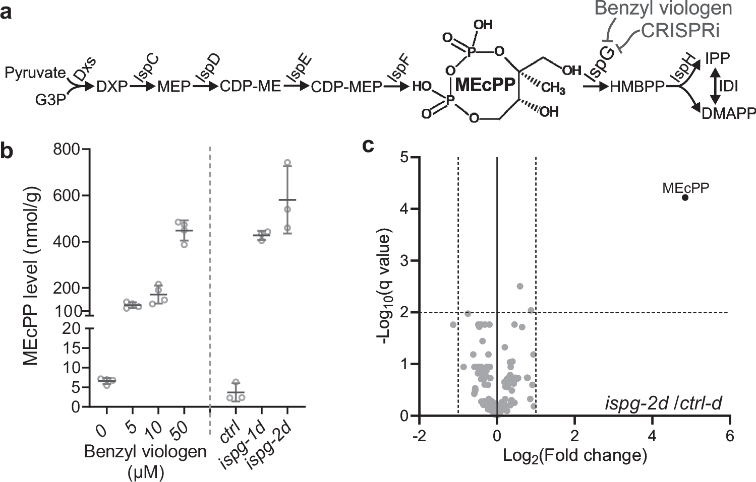 危険な細菌バイオフィルムの自然の敵を発見 (Dangerous Bacterial Biofilms Have a Natural Enemy)