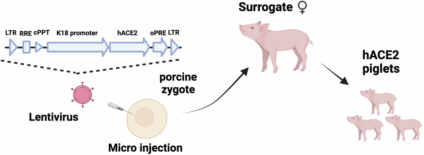 Fig. 1: Schematic representation of generation of hACE2 expressing transgenic pigs.