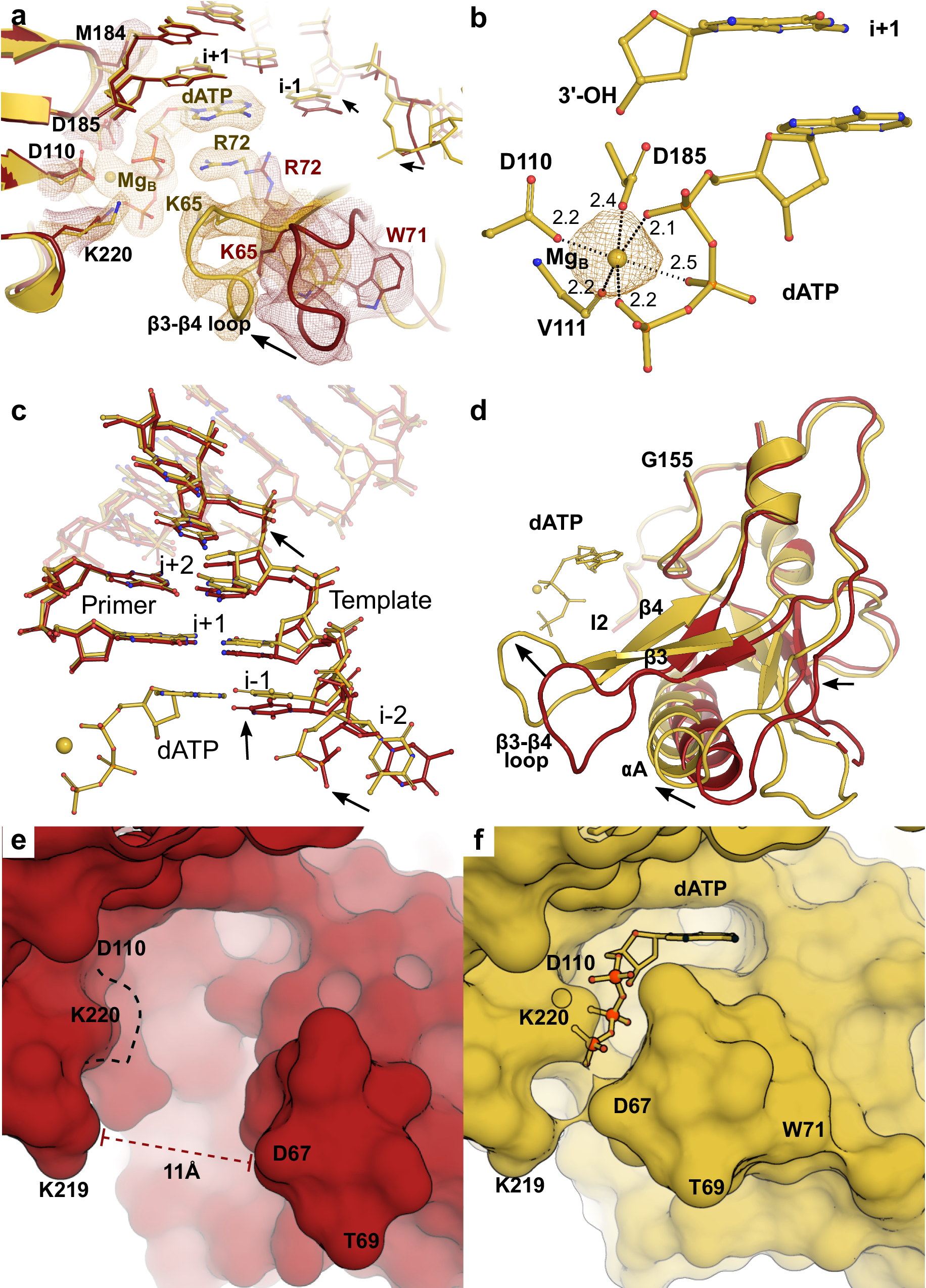 Fig. 2: Cryo-EM structure of reactant state R-1 of the RT-T/P-dATP complex.