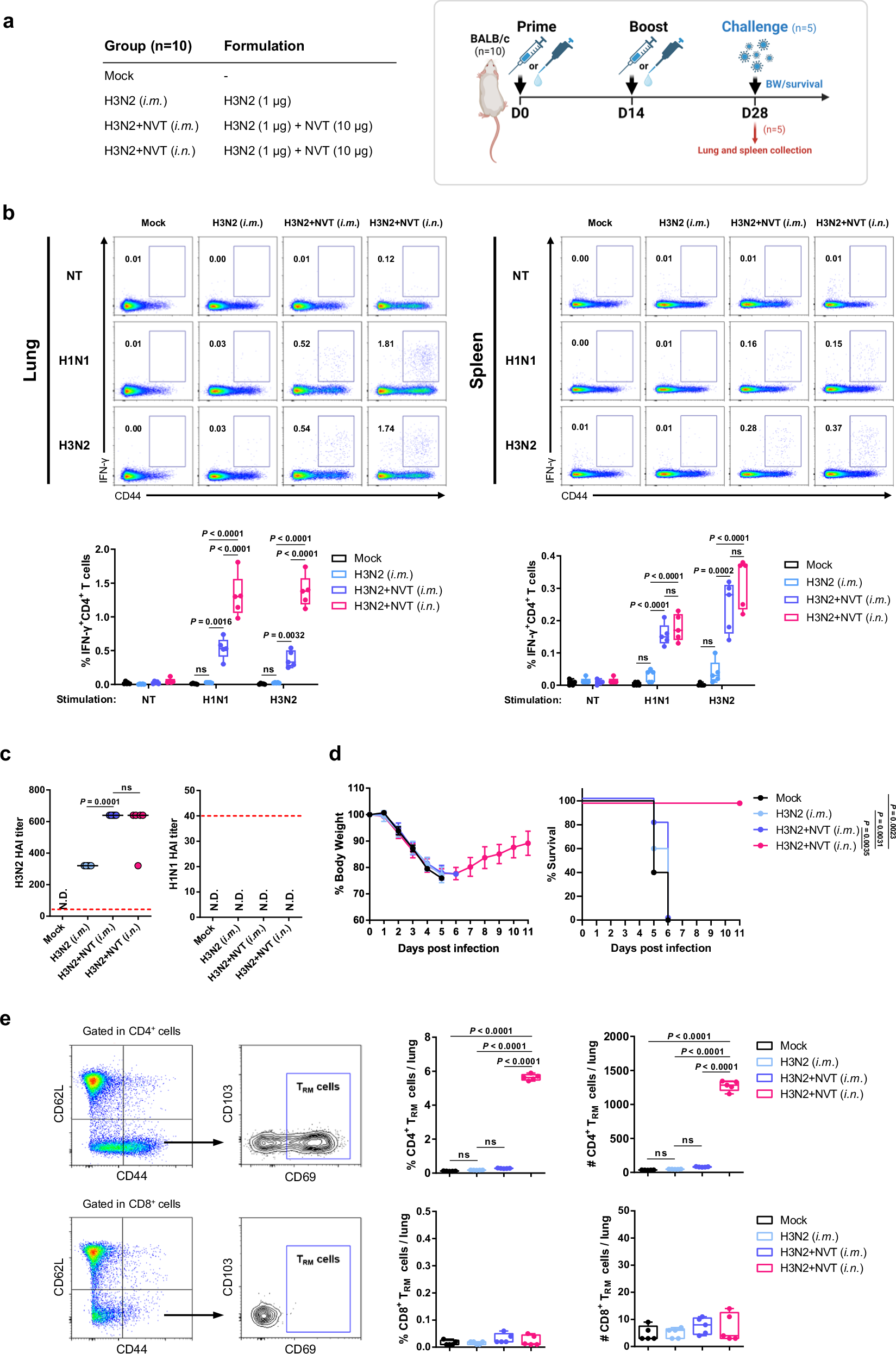 Fig. 4: The CD4+ T-cell response in the lung, not in the spleen, plays a critical role in cross-protection against heterosubtypic influenza virus.