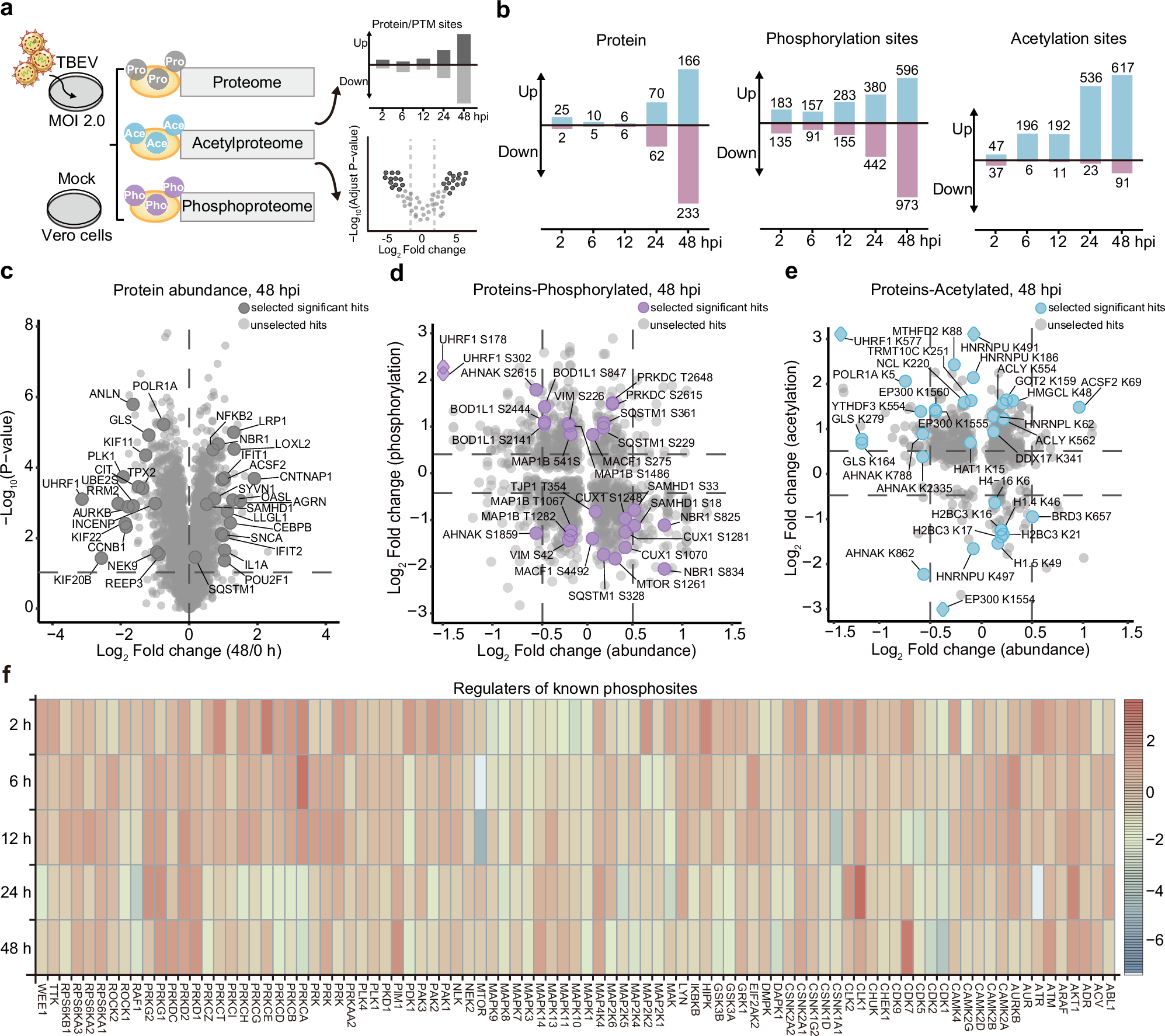 Fig. 1: Proteome, phosphoproteome and acetylproteome analysis upon TBEV infection.