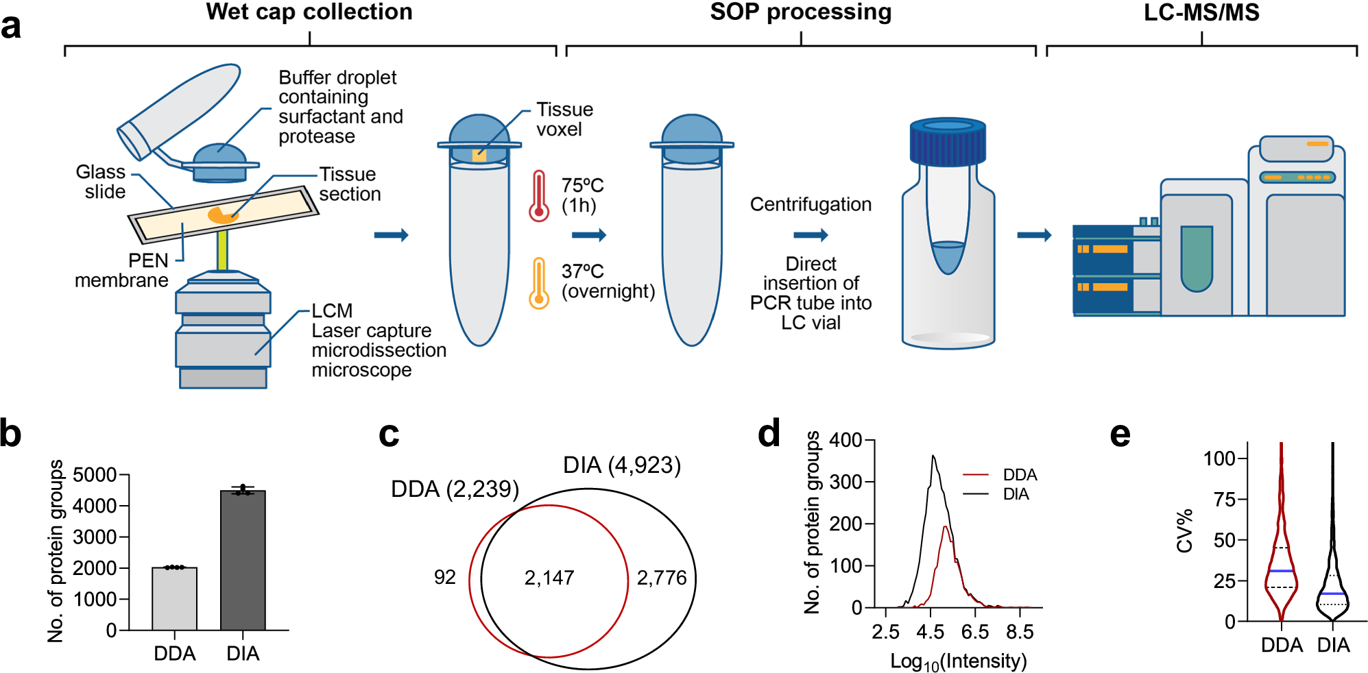空間プロテオミクスのためのキャップベース技術を開発(Researchers Develop a Cap-Based Technique for Spatial Proteomics)