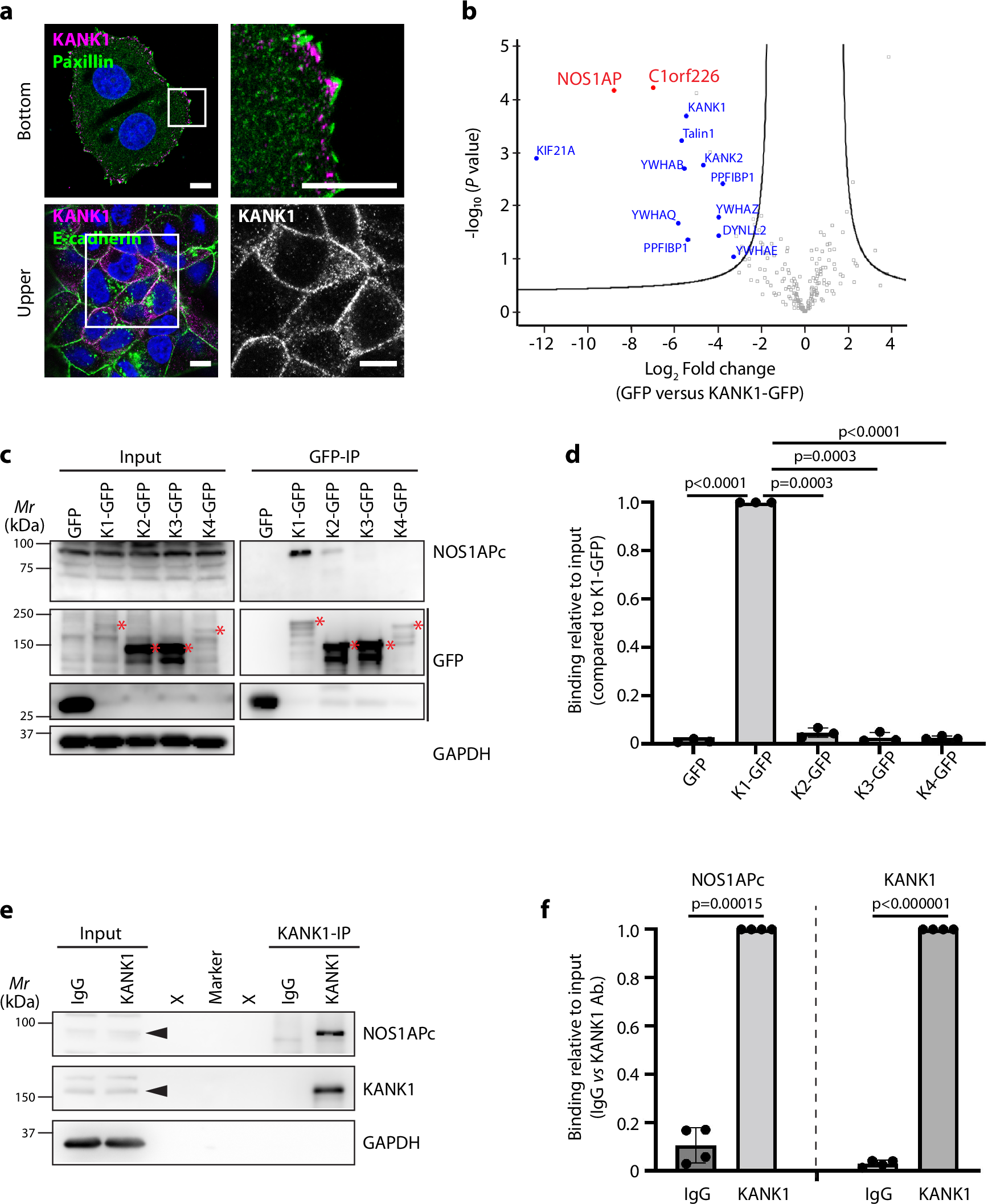 Fig. 4: NOS1APc is an interacting partner for KANK1.