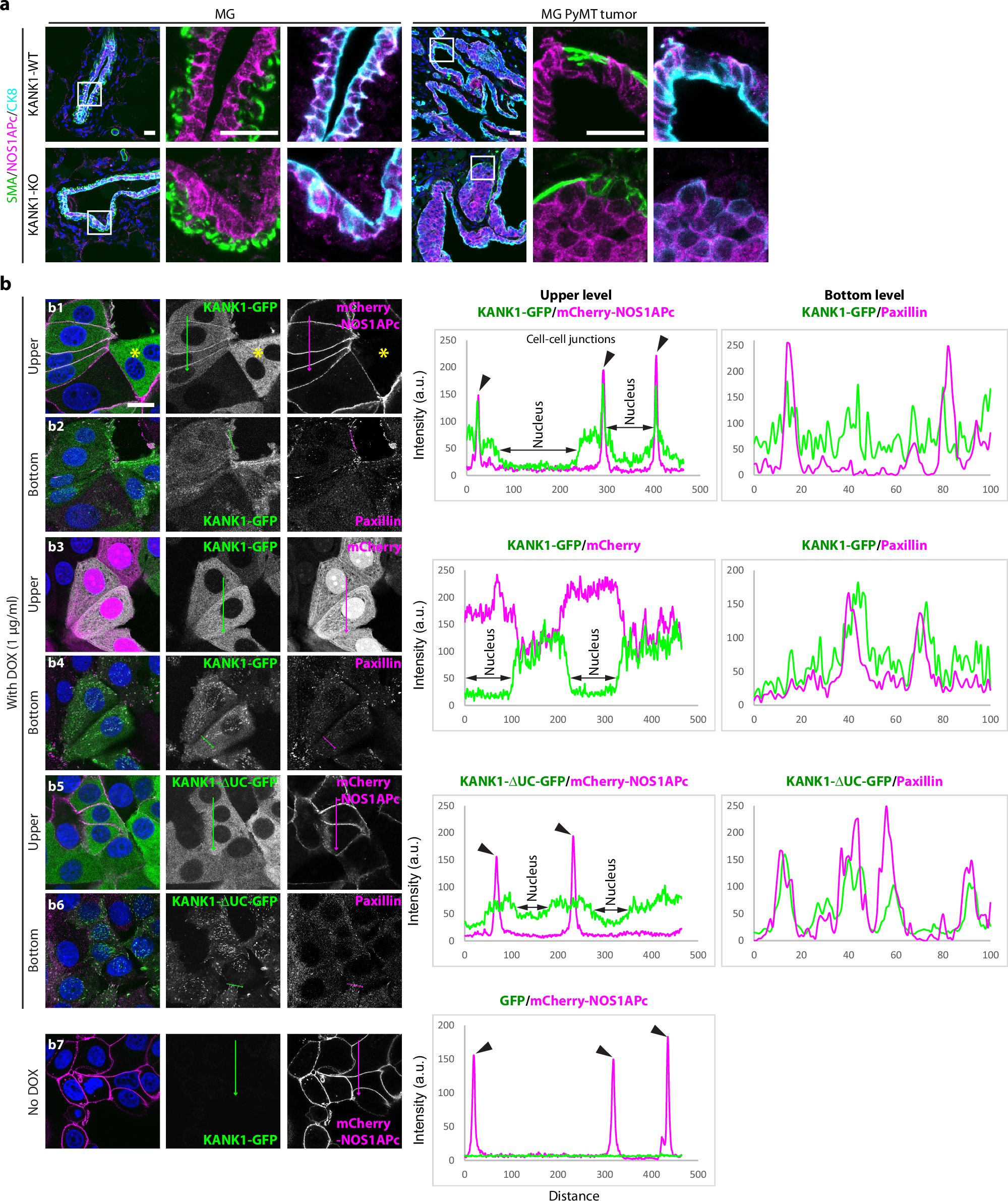 Fig. 6: NOS1APc recruits KANK1 to cell-cell junctions.