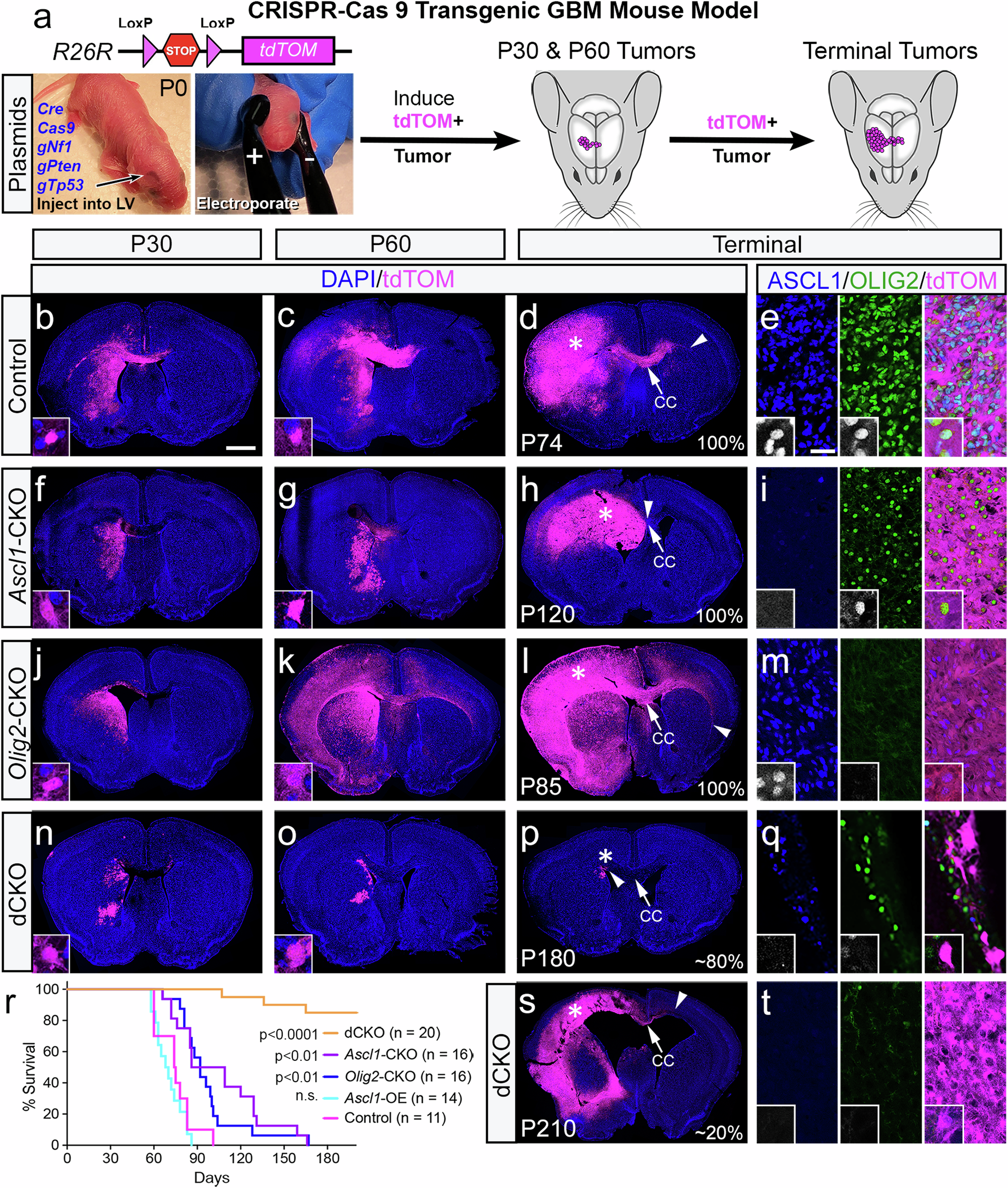 Fig. 2: ASCL1 and OLIG2 are required for tumor formation but inversely regulate different aspects of tumor migration in GBM mouse model.