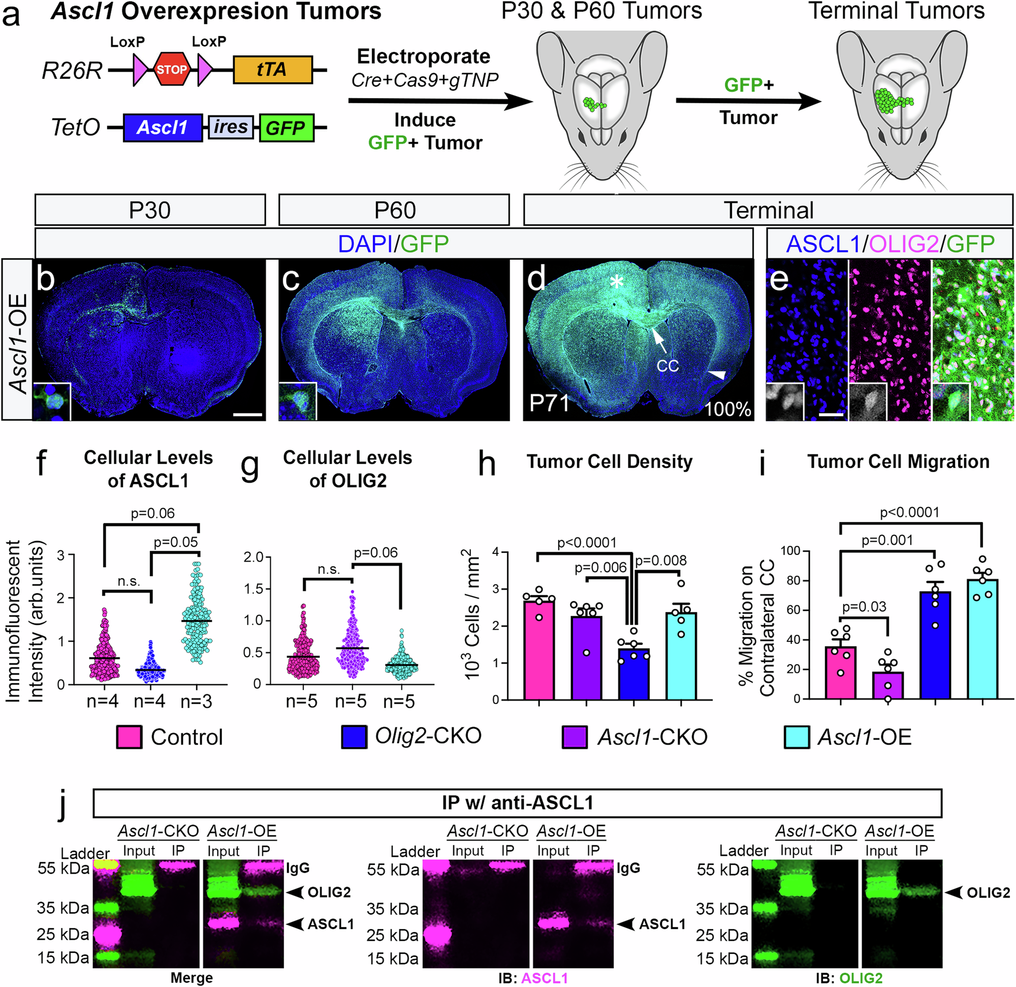 Fig. 3: ASCL1 overexpression (OE) promotes tumor cell migration.