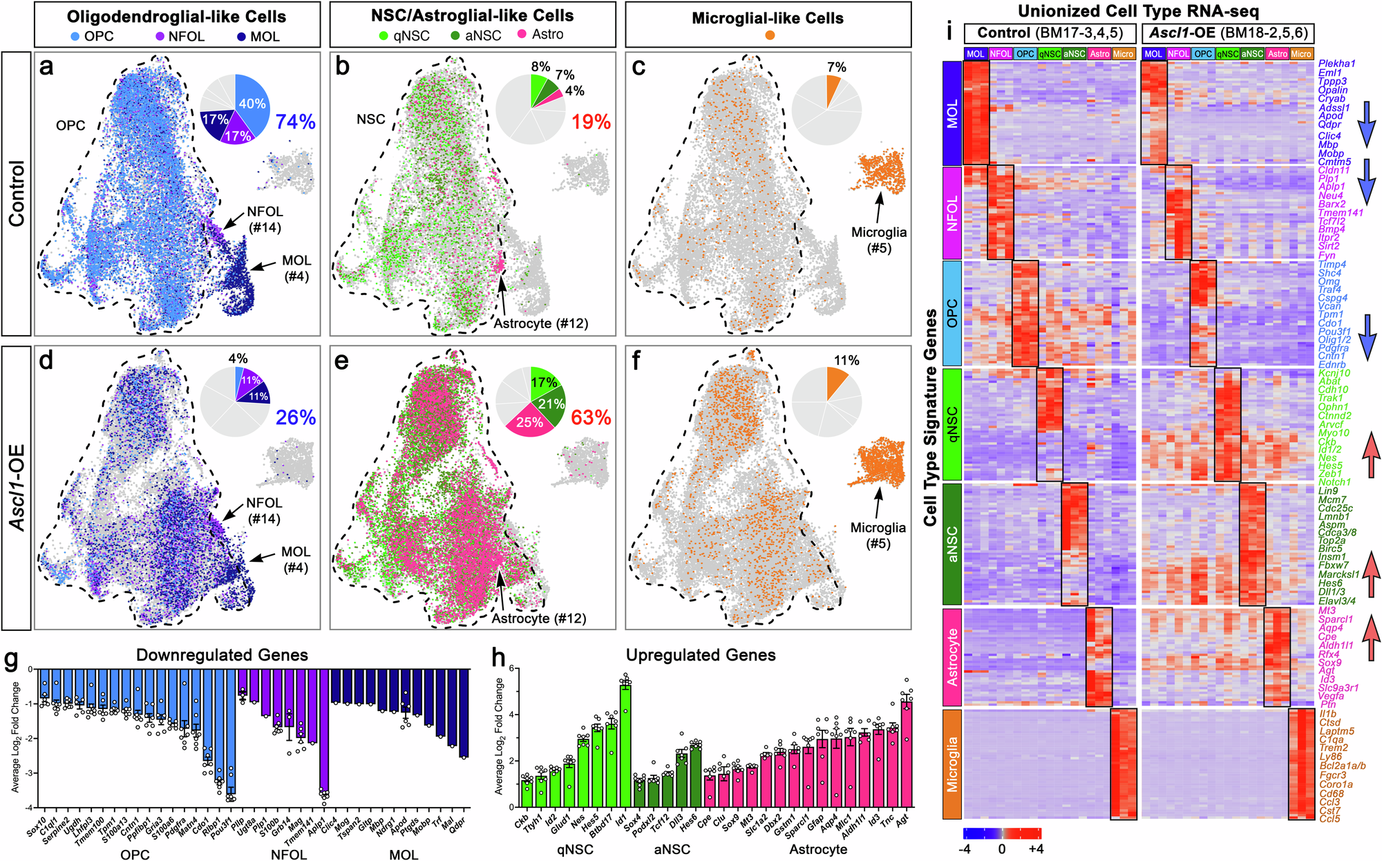 Fig. 7: Ascl1 overexpression promotes NSC/astroglial-like cells and suppresses OPC/oligodendroglial-like cells in mouse GBMs.