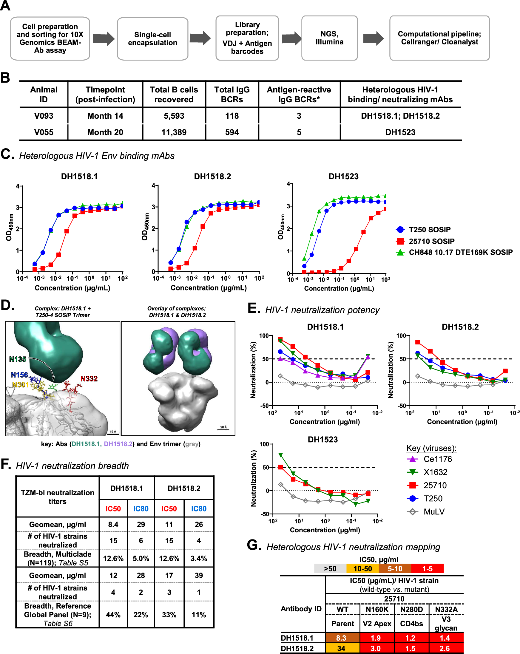 Fig. 4: Isolation and characterization of heterologous HIV-1 neutralizing mAbs in neonatal SHIV infection.