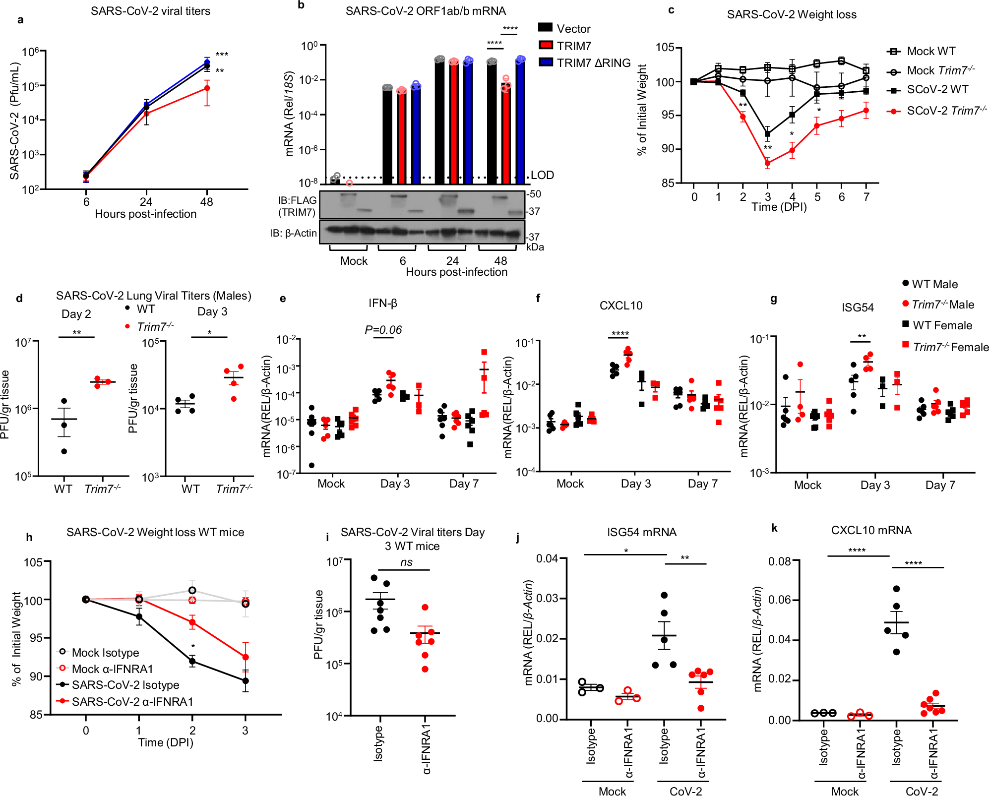 Fig. 2: TRIM7 has antiviral activity during SARS-CoV-2 infection.