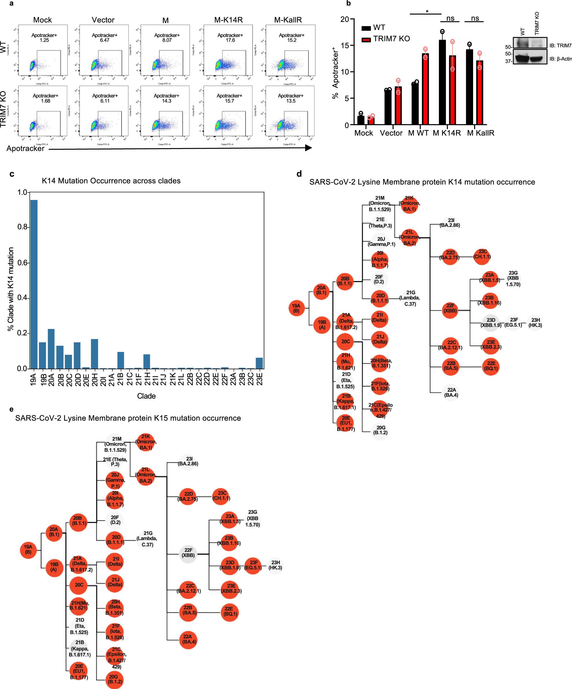 Fig. 4: Mutations on M lysine 14 induce apoptosis and are present in circulating stains of SARS-CoV-2.