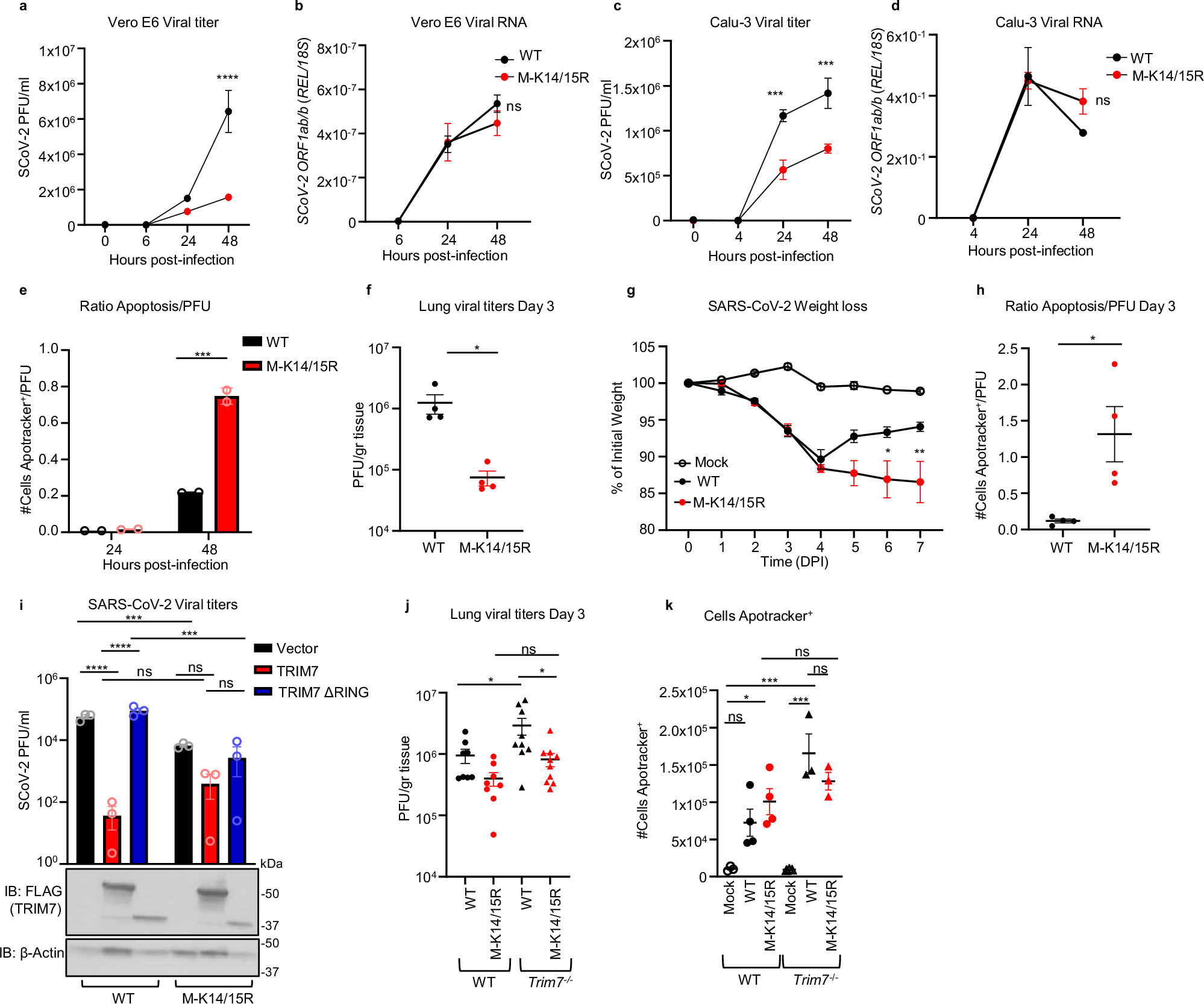 Fig. 5: Recombinant virus with M K14/K15 mutations shows increased pathogenesis.