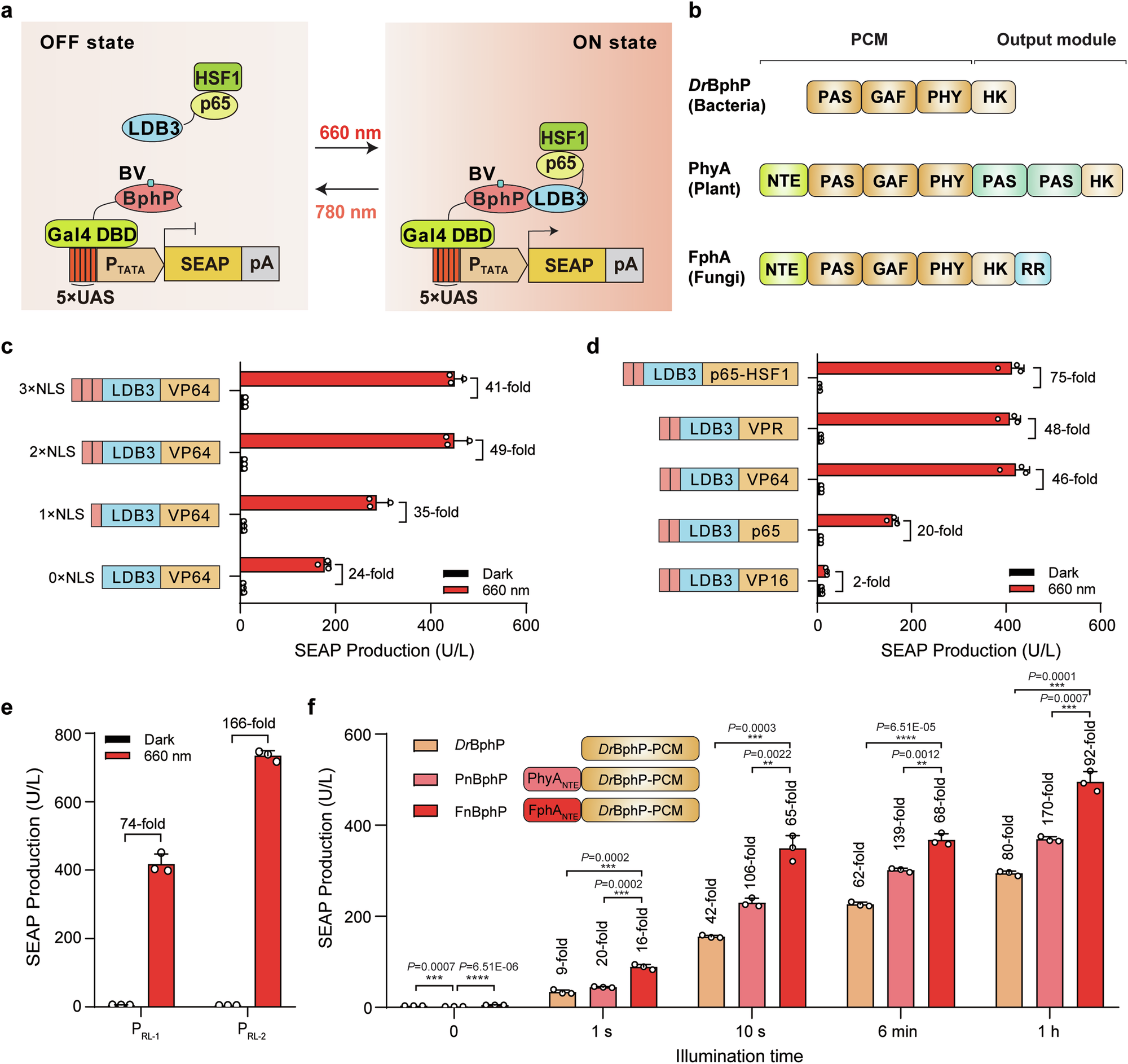 A sensitive red/far-red photoswitch for controllable gene therapy in mouse  models of metabolic diseases | Nature Communications