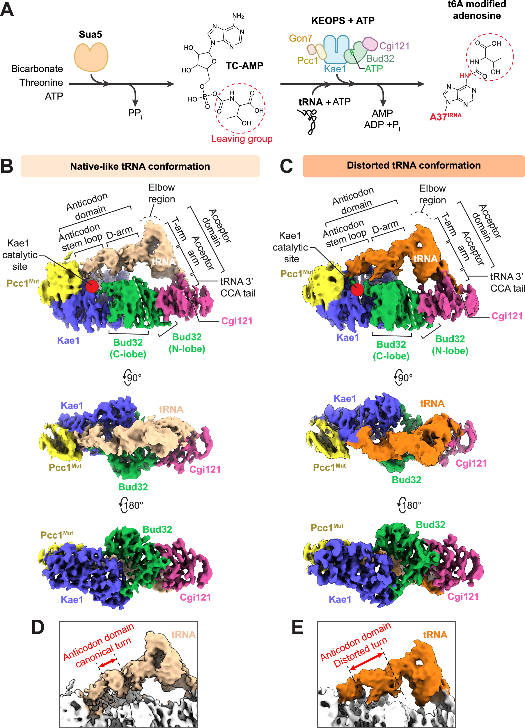Structures of KEOPS bound to tRNA reveal functional roles of the kinase Bud32 | Nature Communications structures-of-keops-bound-to-trna-reveal-functional-roles-of-the-kinase-bud32-nature-communications