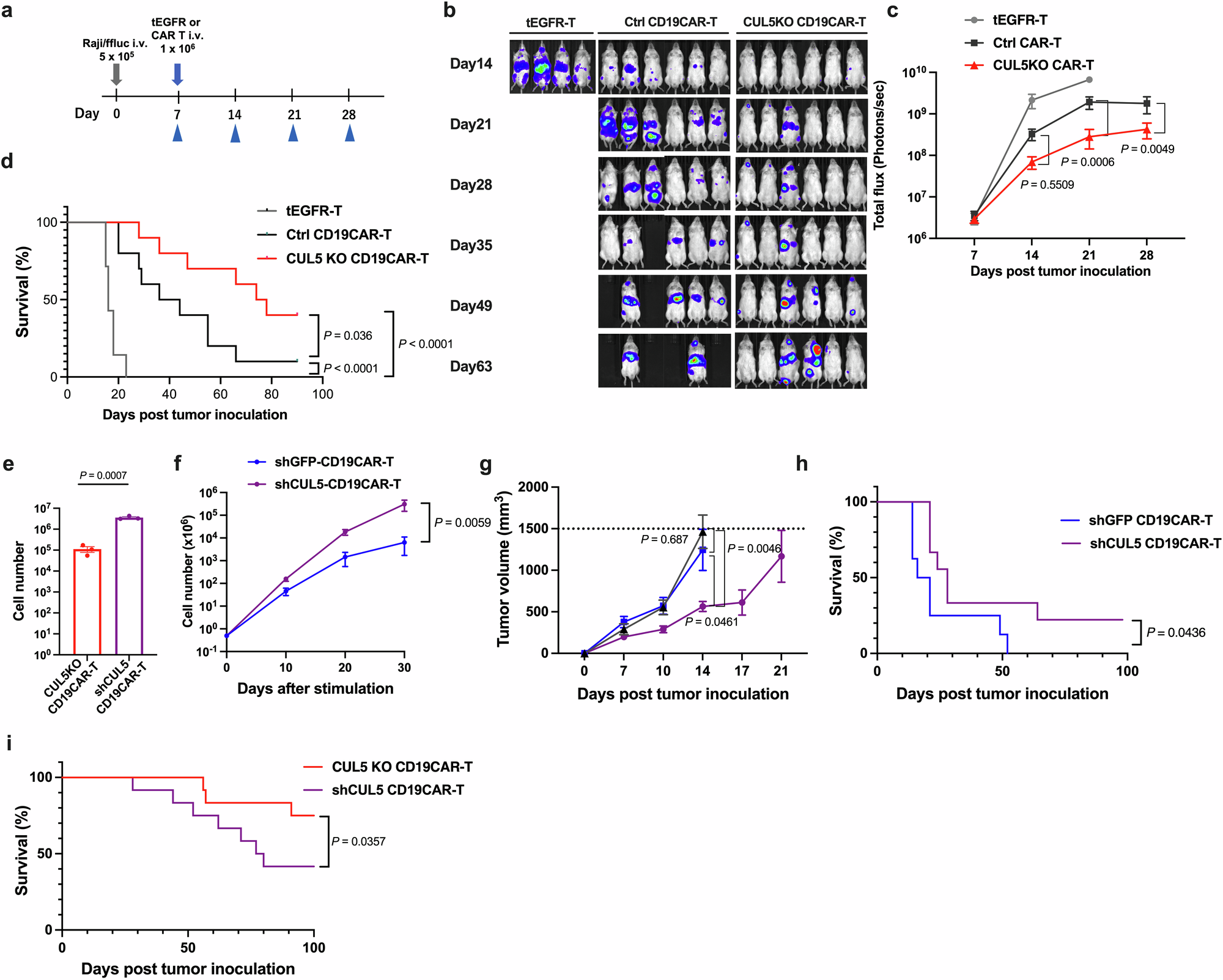 Fig. 6: In vivo efficacy of CUL5 knockout (KO)- and knockdown (KD)-CD19 CAR T cells.