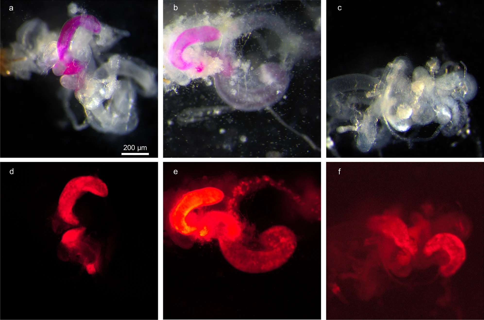 Micrografías de glándulas accesorias masculinas de moscas de la fruta (Drosophila melanogaster) modificadas genéticamente para expresar proteínas venenosas fluorescentes utilizadas en la Técnica del Macho Tóxico (TMT). Las imágenes de la fila superior (a, b, c) presentan las glándulas bajo luz visible, destacando la estructura anatómica y la expresión de proteínas marcadas con colorante fluorescente. En la fila inferior (d, e, f), las glándulas se observan bajo luz fluorescente, mostrando claramente la localización y acumulación de las proteínas venenosas en rojo. Estas proteínas son clave en el biocontrol genético, ya que se transfieren a las hembras durante el apareamiento, reduciendo su vida útil. La barra de escala indica un tamaño de 200 µm.