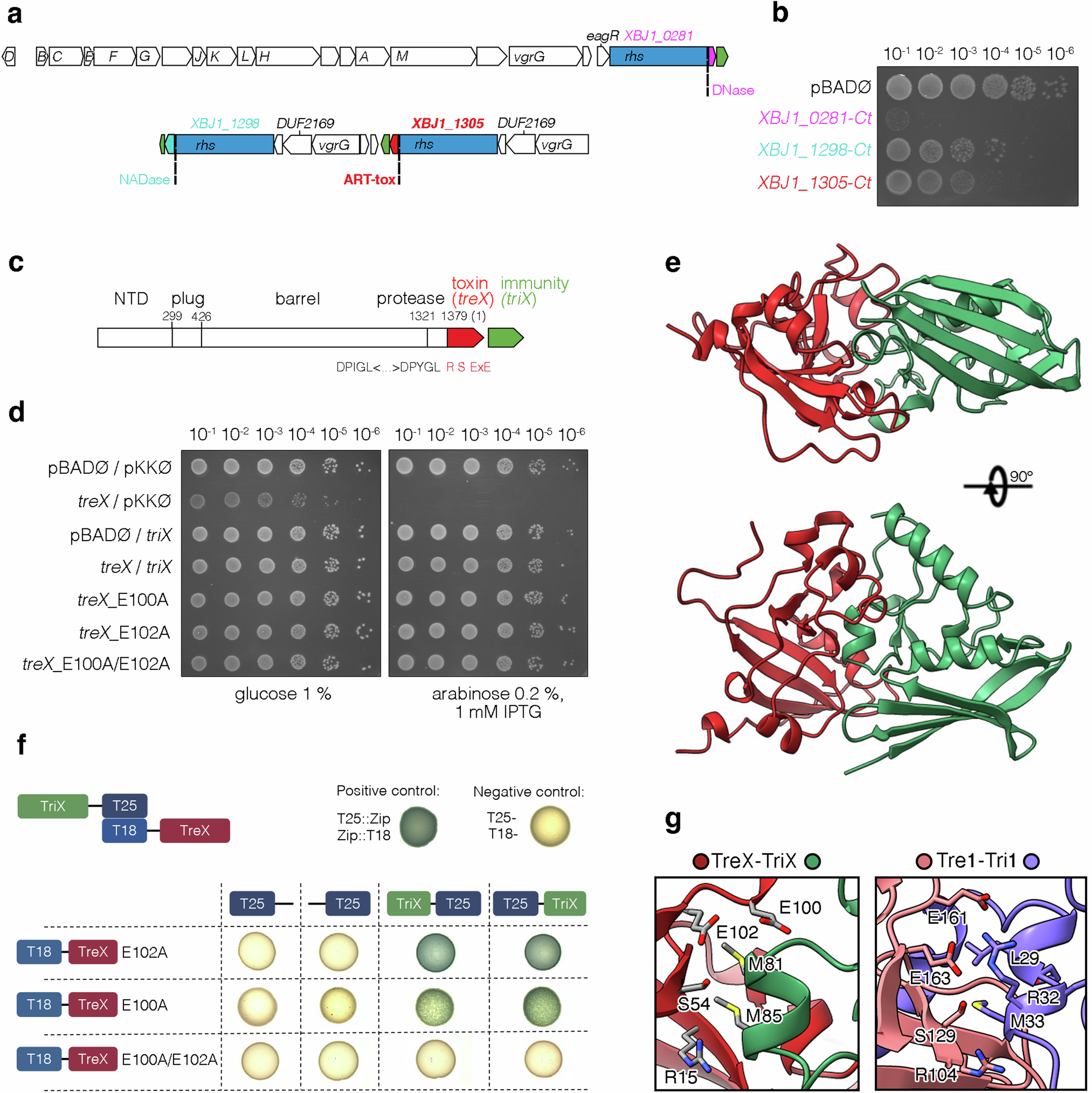 thioredoxin-1-moonlights-as-a-chaperone-for-an-interbacterial-adp-ribosyltransferase-toxin-nature-communications