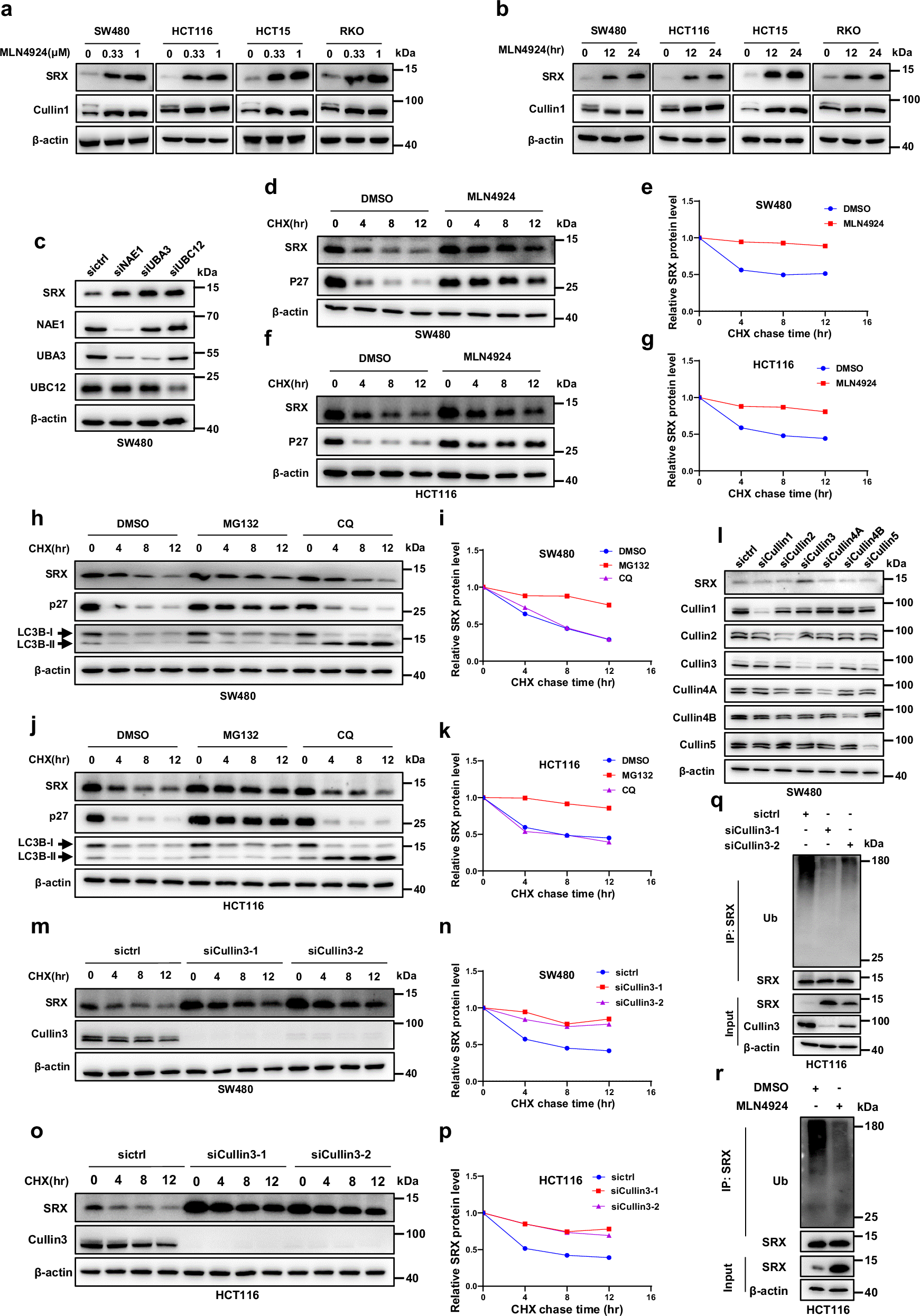 Fig. 1: CRL3 mediates SRX ubiquitinated degradation.