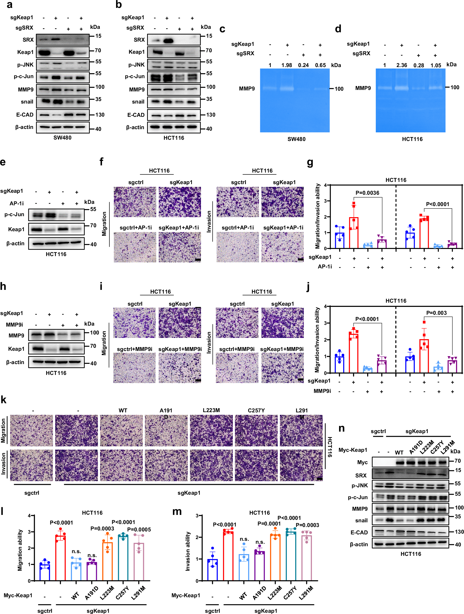 Fig. 5: Keap1-SRX axis modulates CRC metastasis through the AP-1/MMP9 pathway.