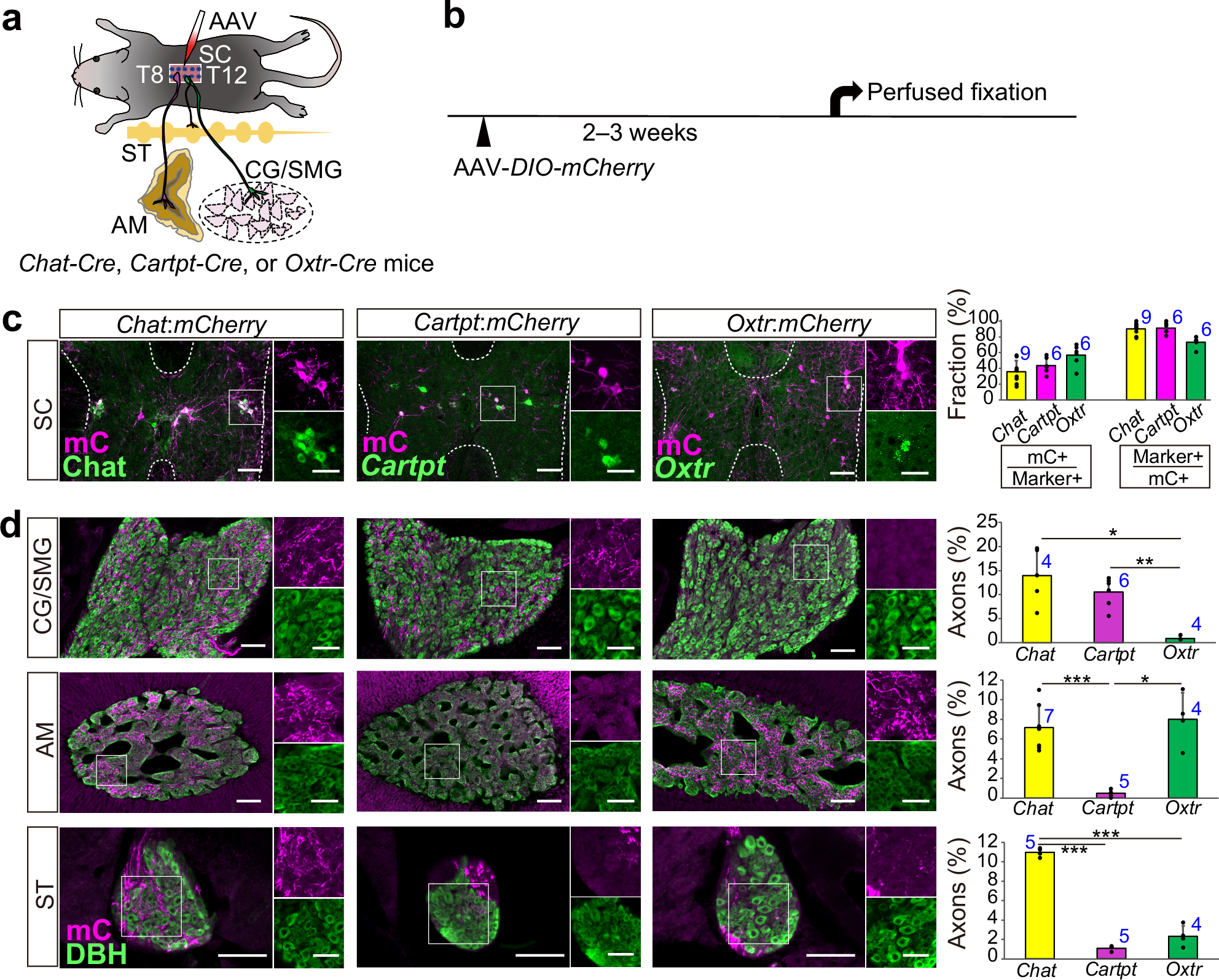 Fig. 2: Distinct projection targets of Cartpt+ and Oxtr+ SPNs.