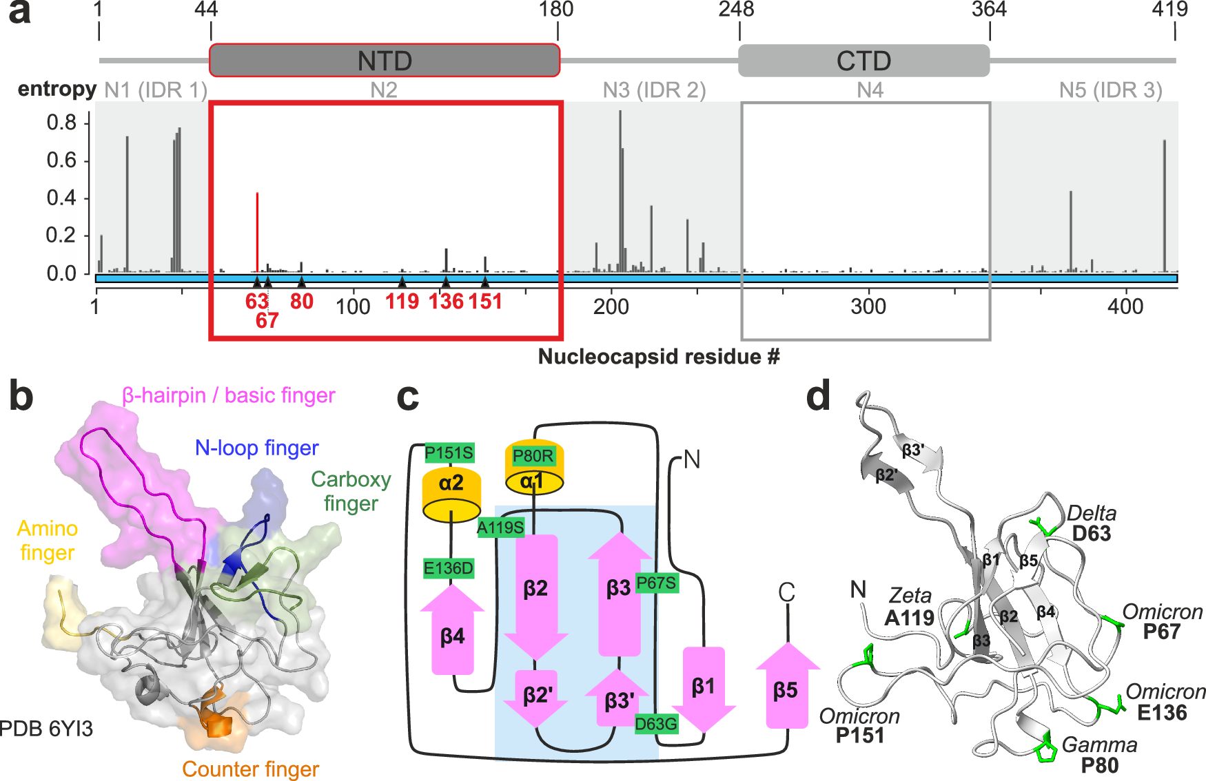 A core network in the SARS-CoV-2 nucleocapsid NTD mediates structural  integrity and selective RNA-binding | Nature Communications