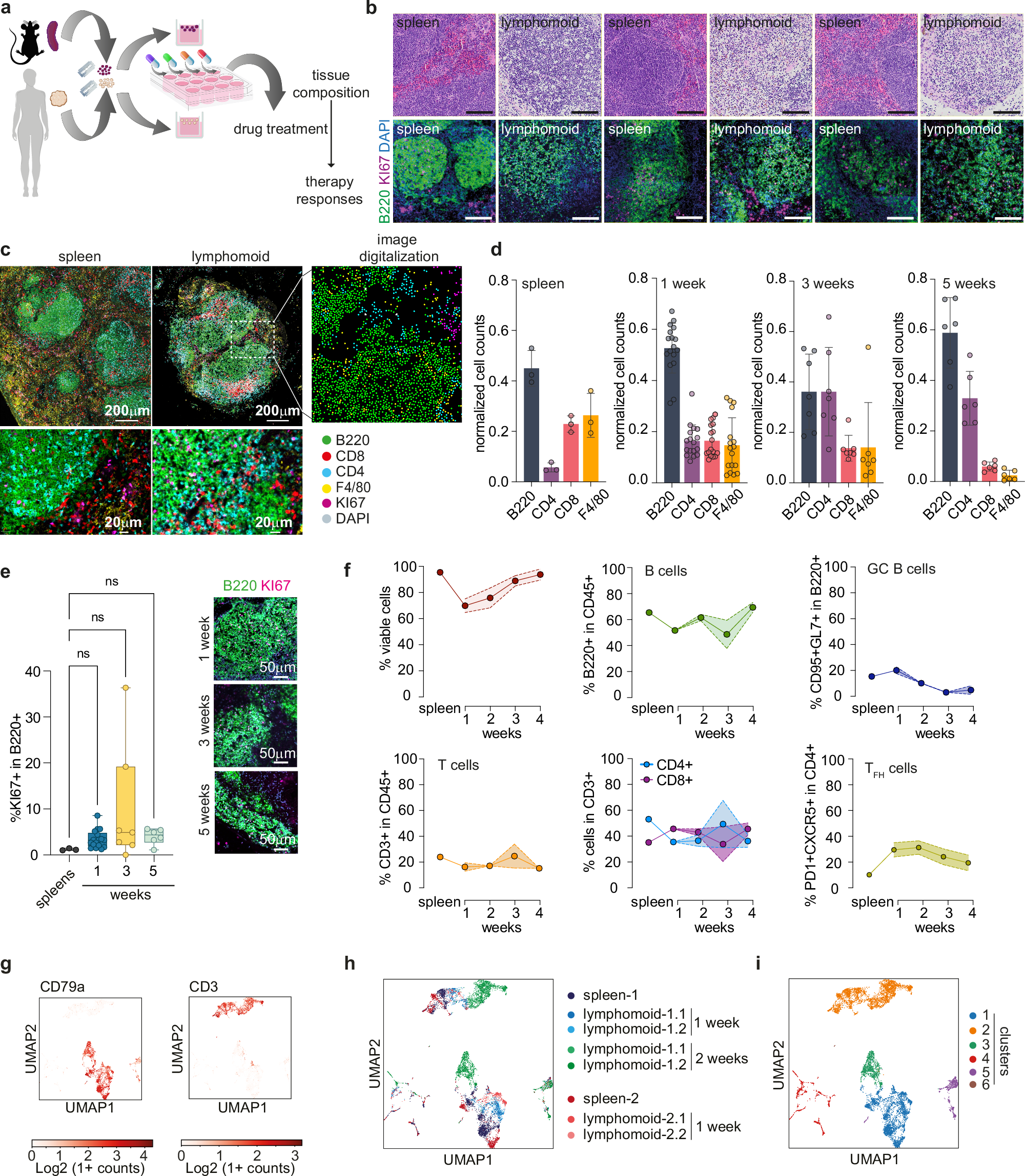 リンパ腫の個別化治療に役立つ可能性のある新しい癌モデルを開発 (New cancer models could help personalize lymphoma treatments)