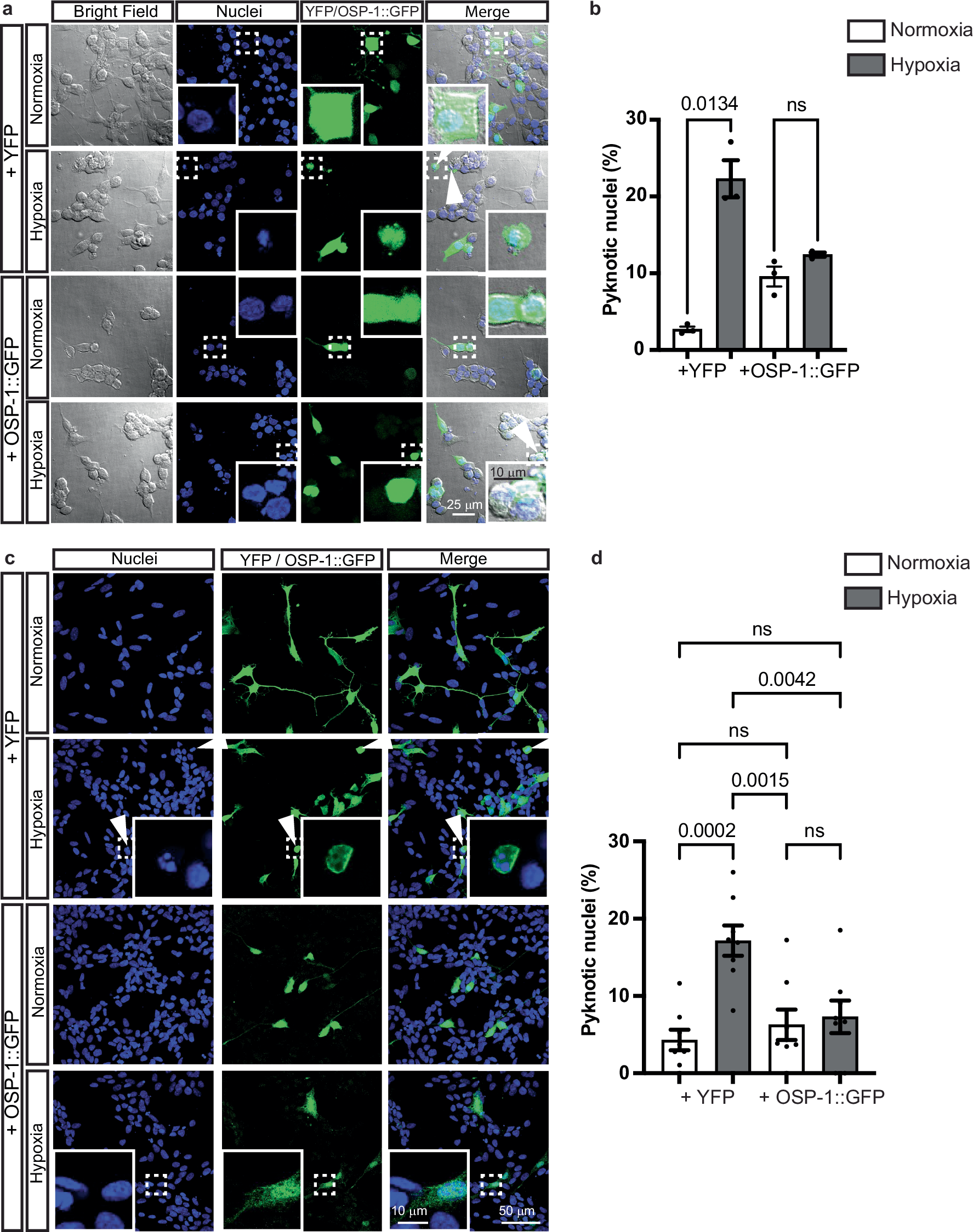 Fig. 4: OSP-1 protects mammalian cells from hypoxia-dependent oxidative insult.