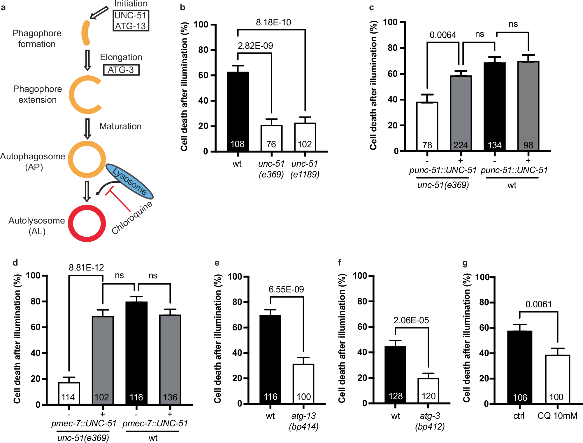 Fig. 8: Blocking autophagy protects ALM neurons against oxidative stress.
