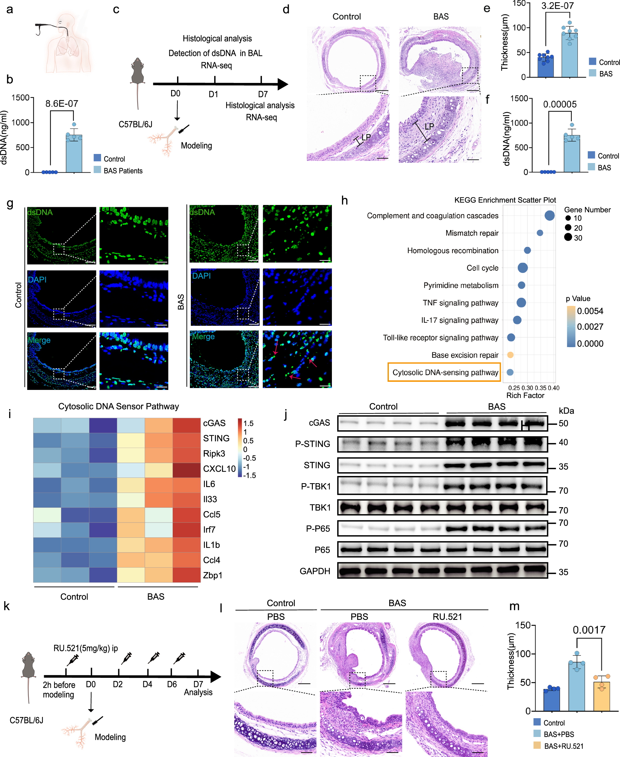 Fig. 2: cGAS-STING signalling is activated in mouse tracheal upon injury.