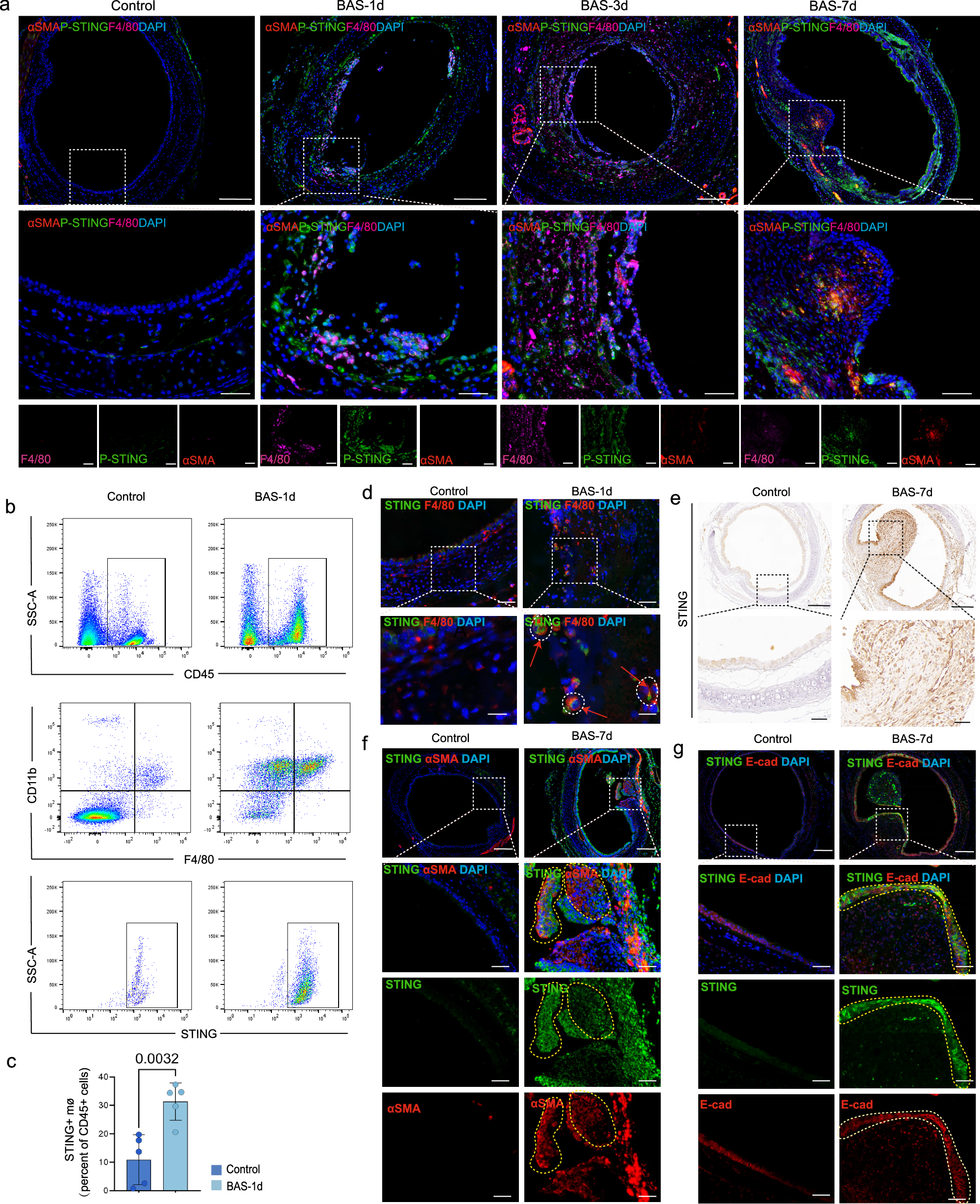 Fig. 3: STING was expressed at different stages of BAS.