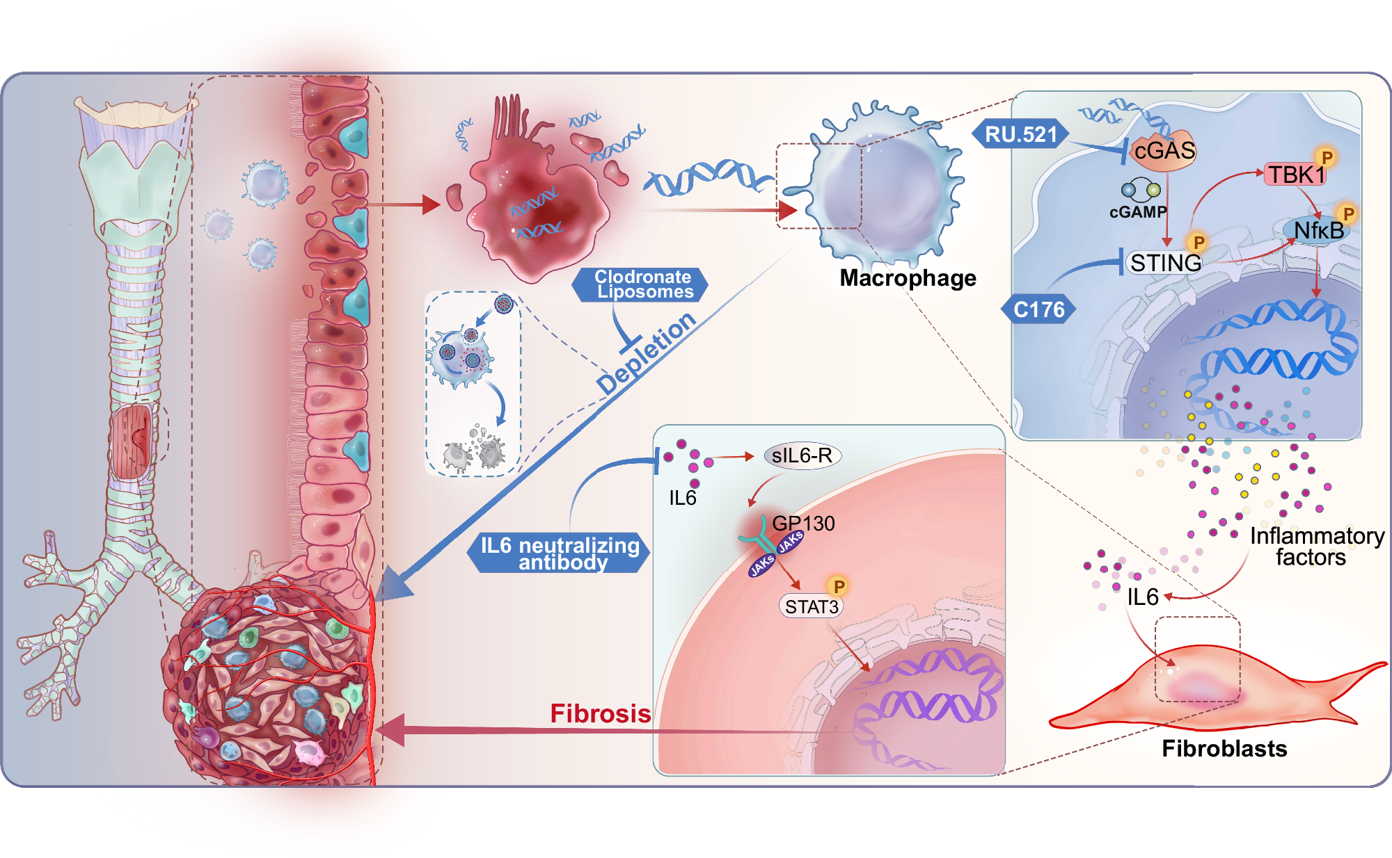 Fig. 8: Schematic diagram of tracheal dsDNA activating cGAS-STING pathway of macrophages to promote fibrosis in BAS.